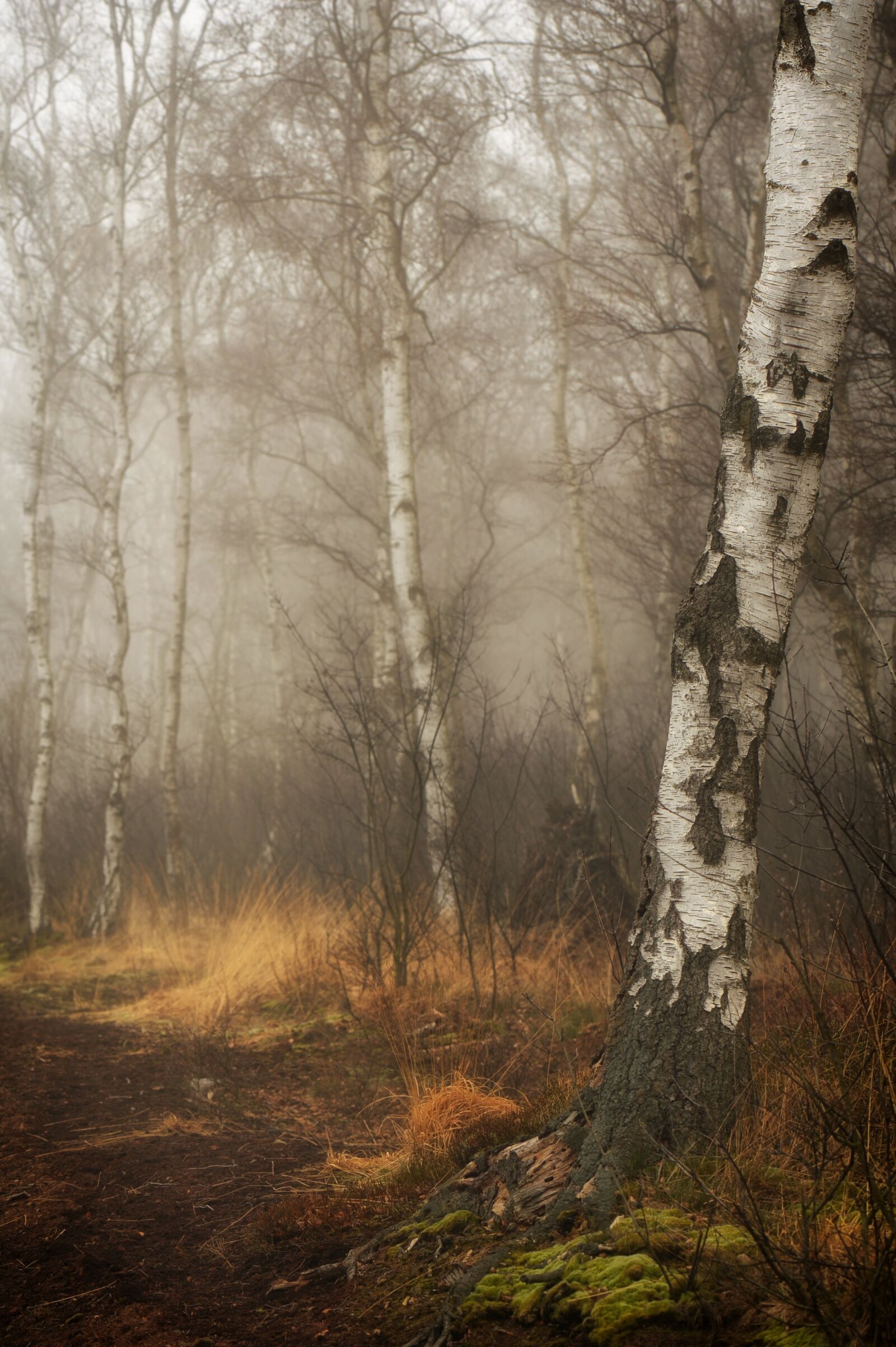 Nikon D3S sample photo. Moor, peat, forest photography