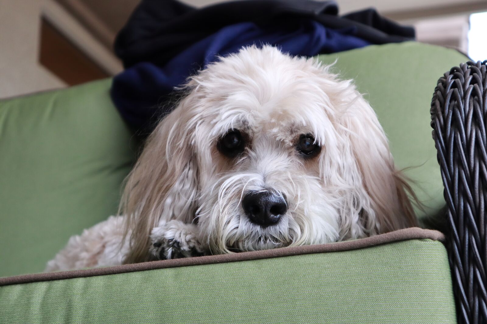 Canon EOS M50 (EOS Kiss M) sample photo. Cockapoo, dog, poodle photography