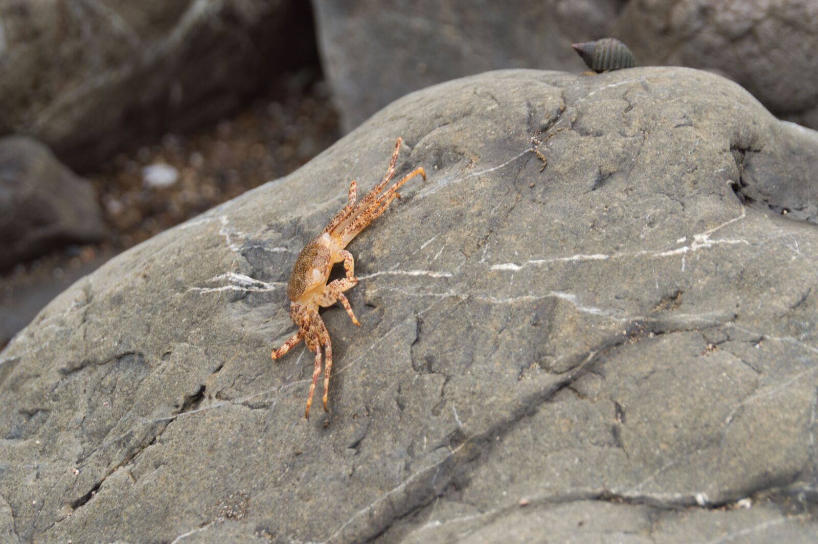 Nikon D3200 sample photo. Costa rica, ocean, costa photography