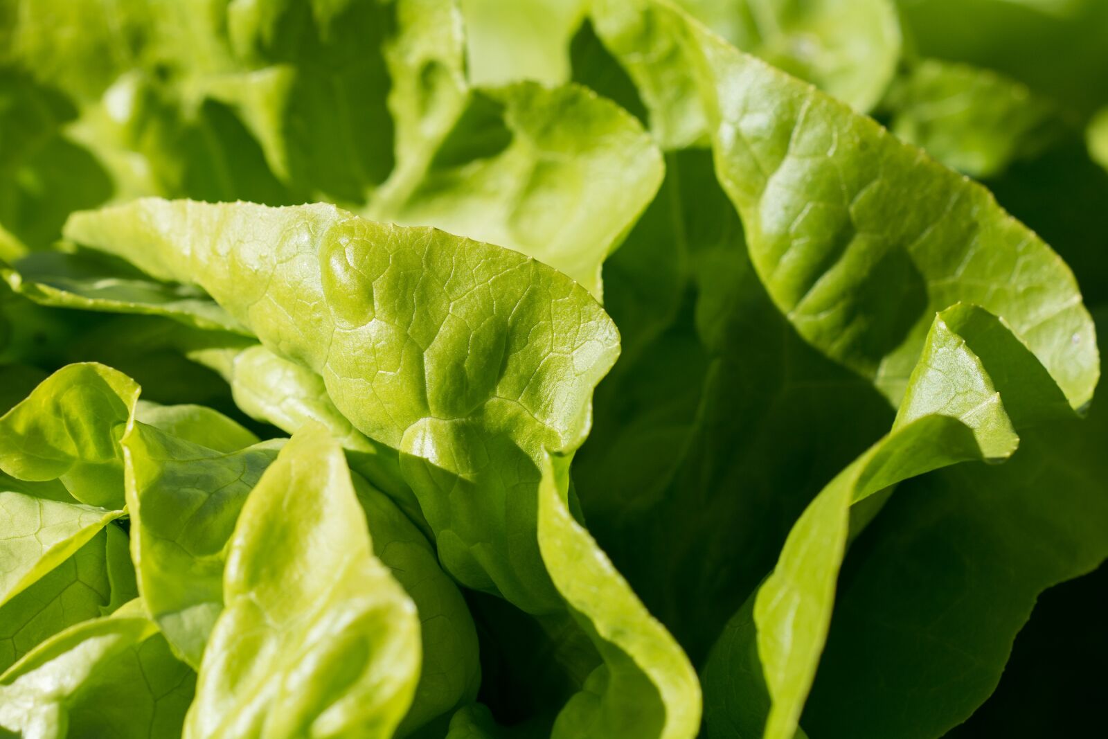 Nikon D7100 sample photo. Salad, green, leaf lettuce photography