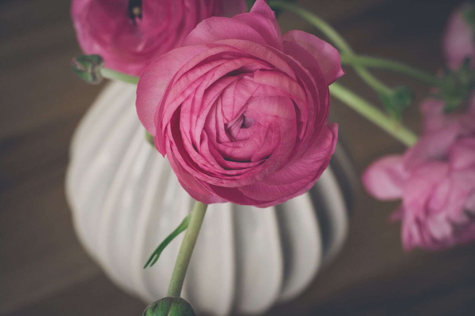 Nikon D7100 sample photo. Ranunculus, flower, pink photography