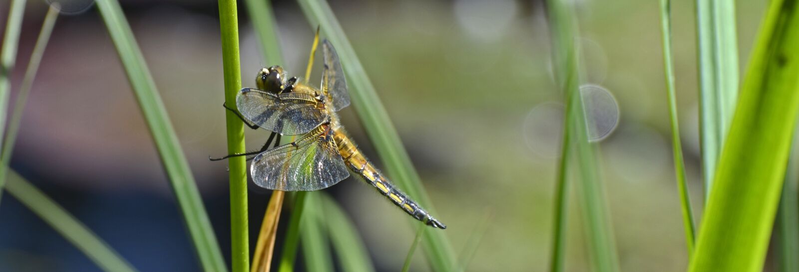 Nikon D7100 sample photo. Dragonfly, wing, insect photography