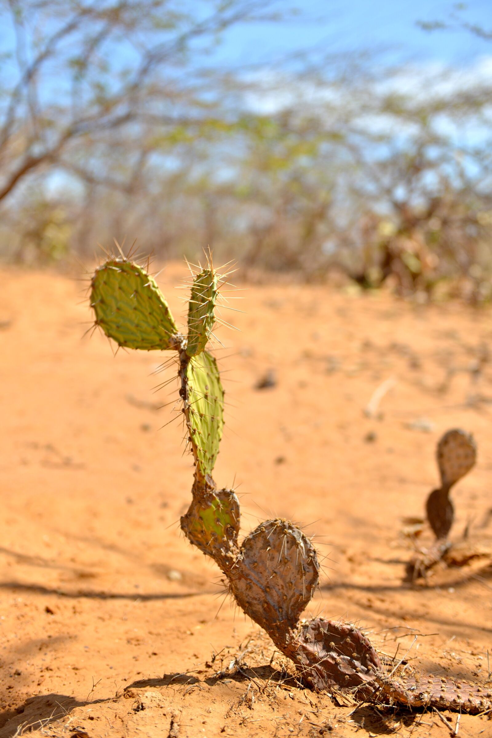 Nikon D600 sample photo. Desert, house, landscape photography