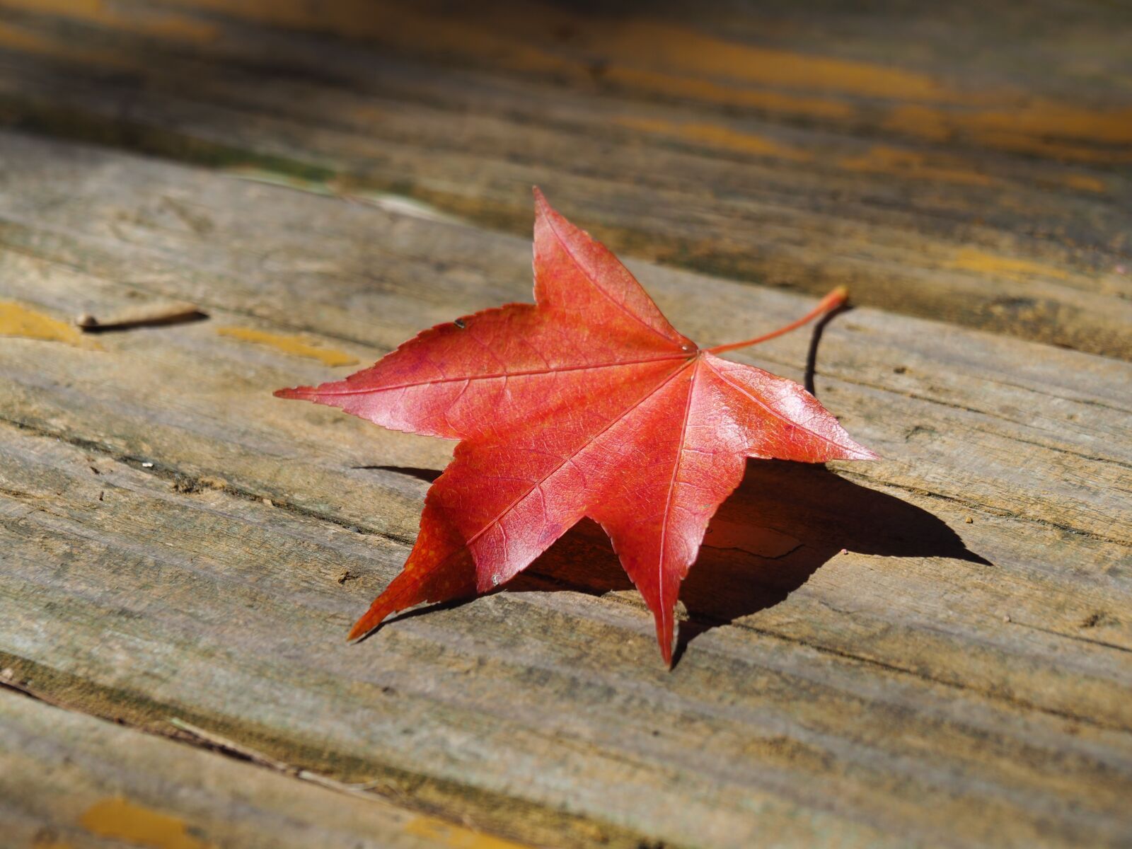 Olympus OM-D E-M10 II sample photo. Taiwan, wuling farm, maple photography