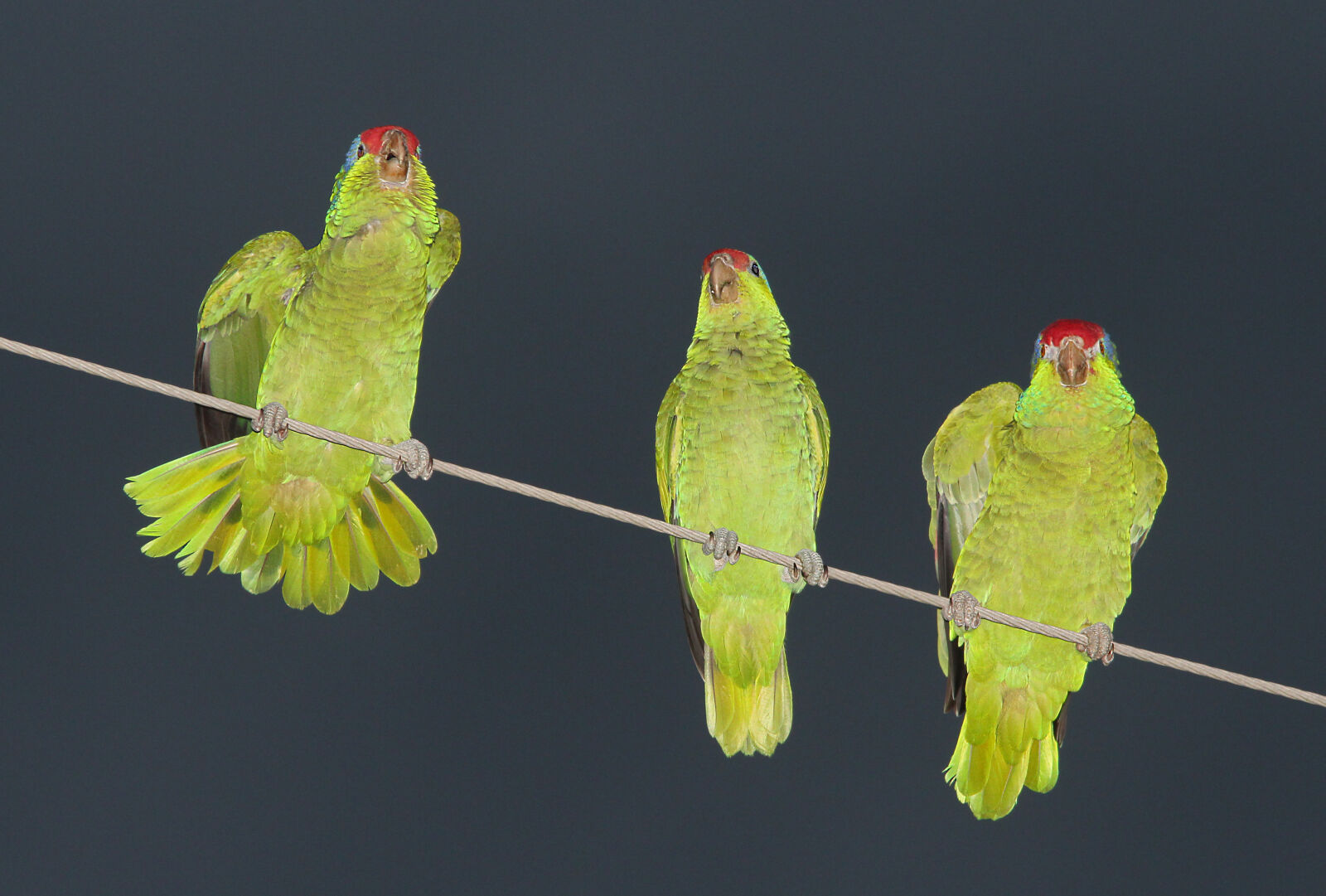 Canon EF 300mm F4L IS USM sample photo