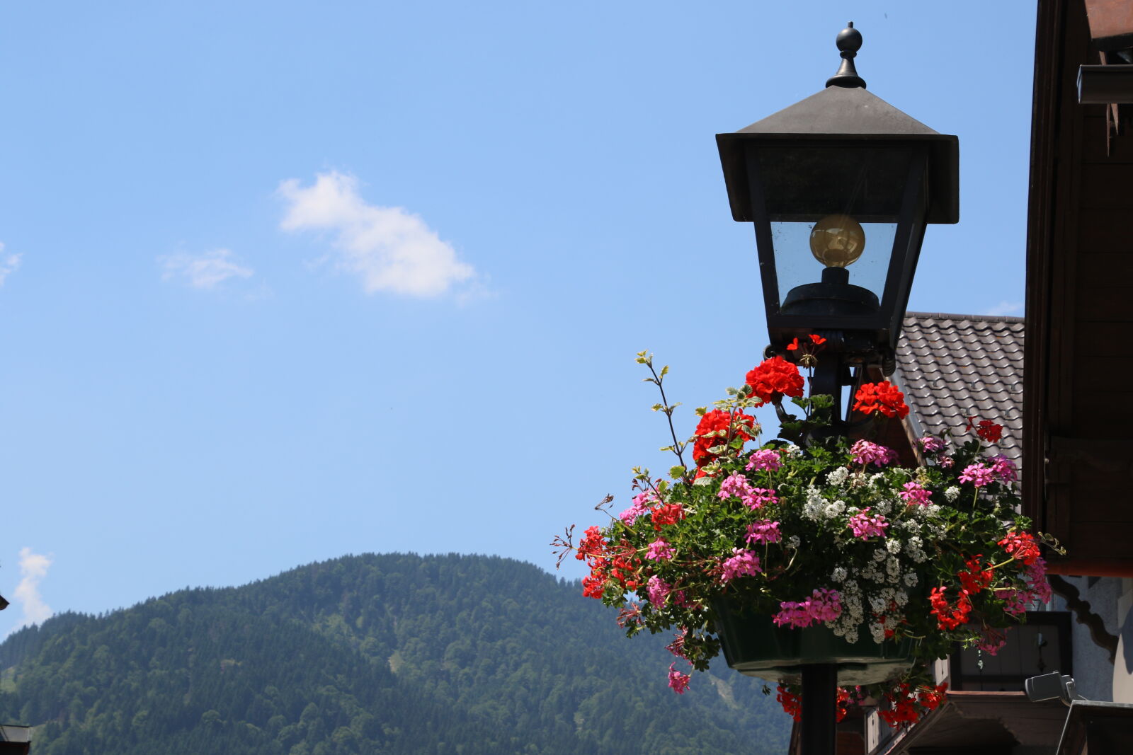 Canon EOS 7D Mark II sample photo. Alps, flowers, light, mountain photography