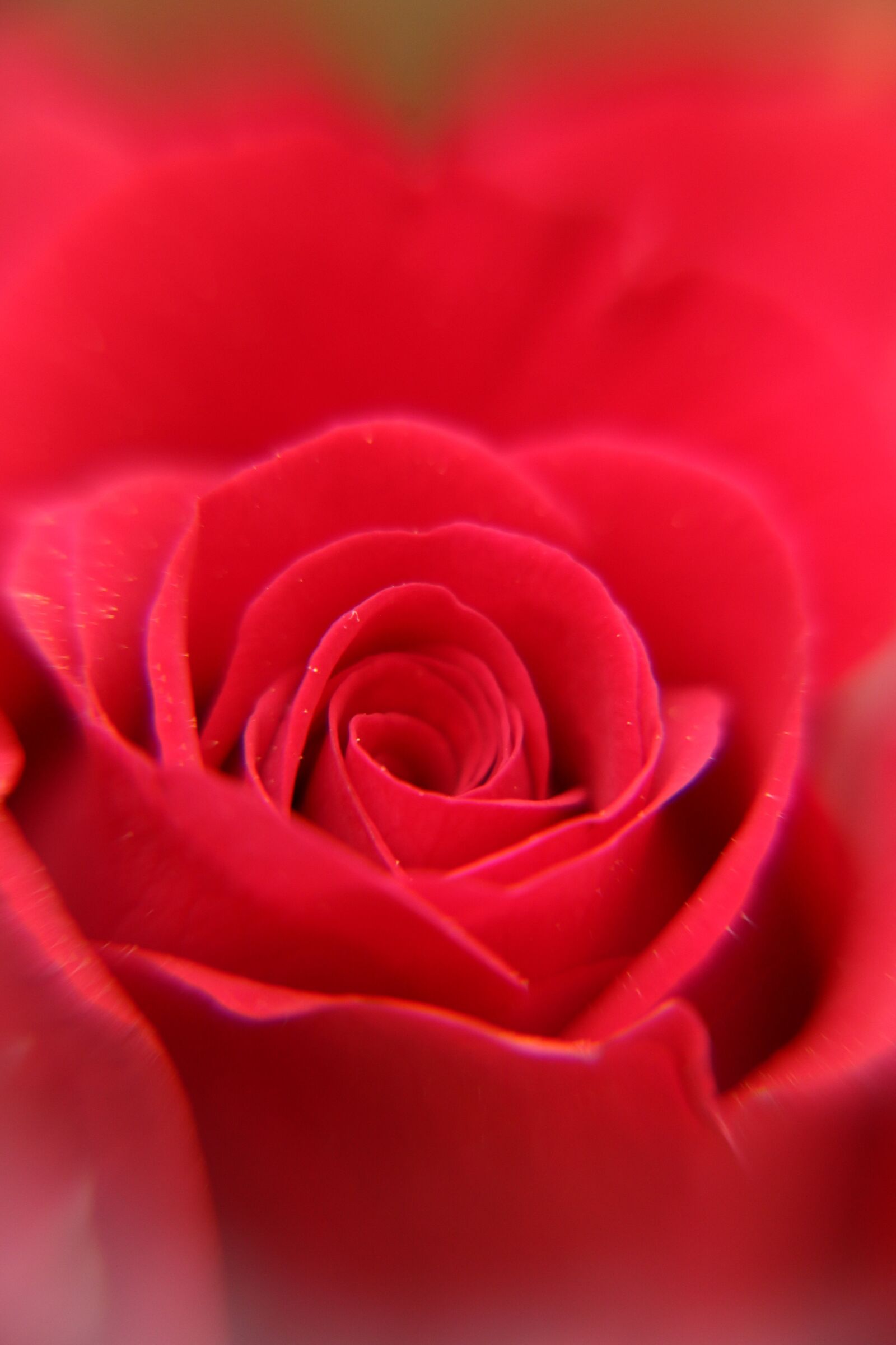 Canon EOS 70D sample photo. Red, rose, flower photography