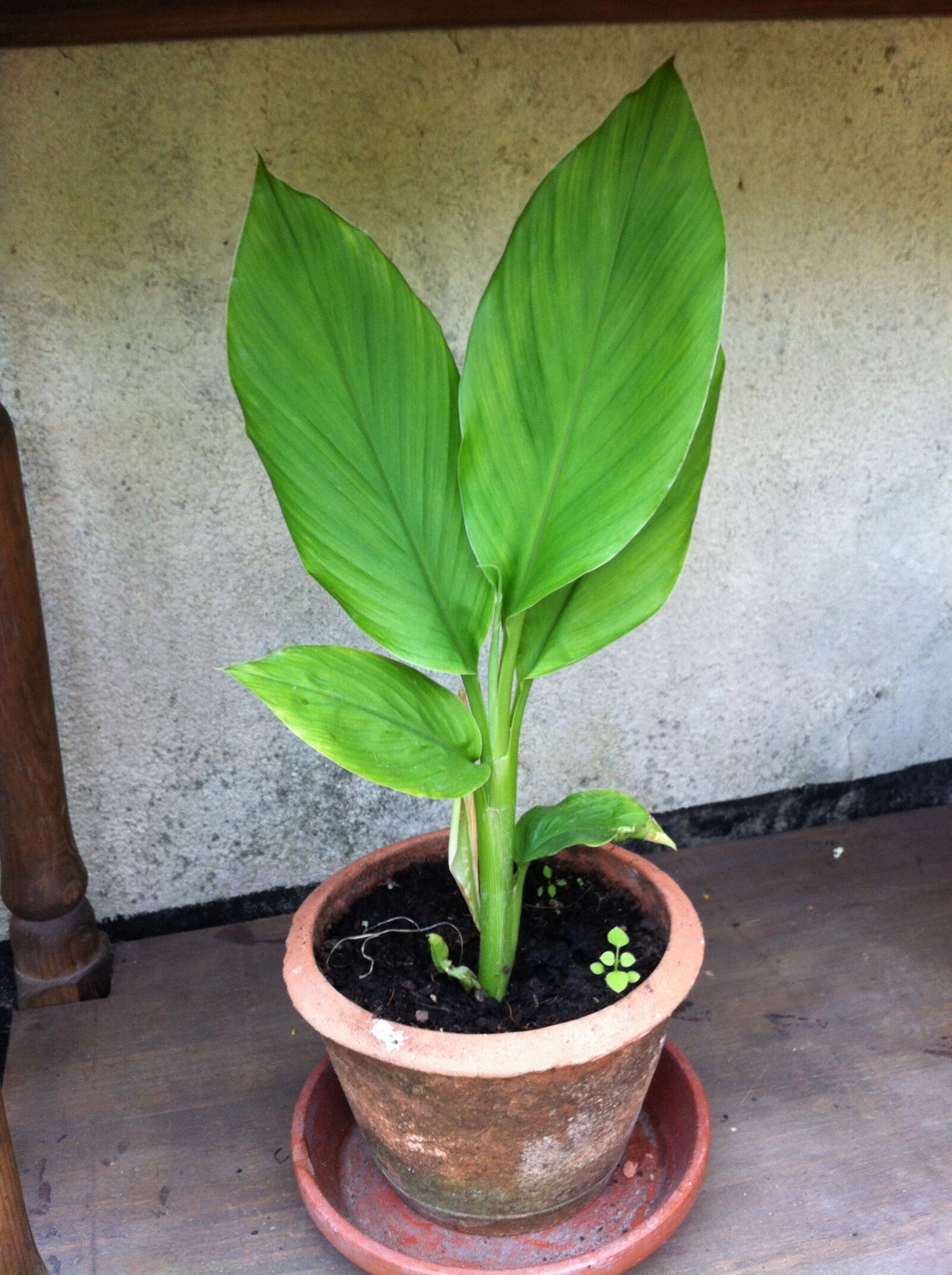 iPhone 4 back camera 3.85mm f/2.8 sample photo. Turmeric plant, herbs, medicinal photography