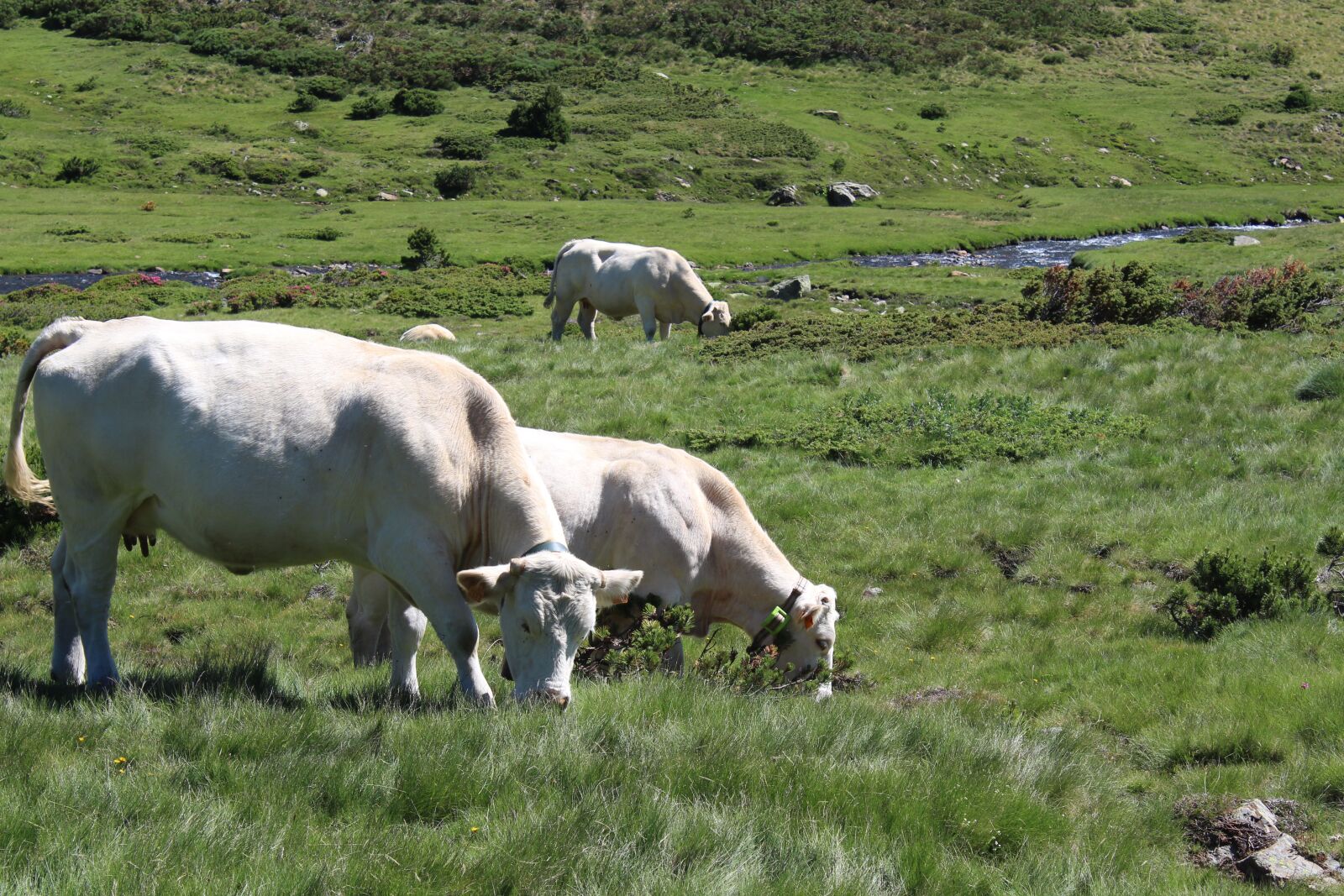 Canon EOS 1300D (EOS Rebel T6 / EOS Kiss X80) sample photo. Cows, cattle breeding, cattle photography