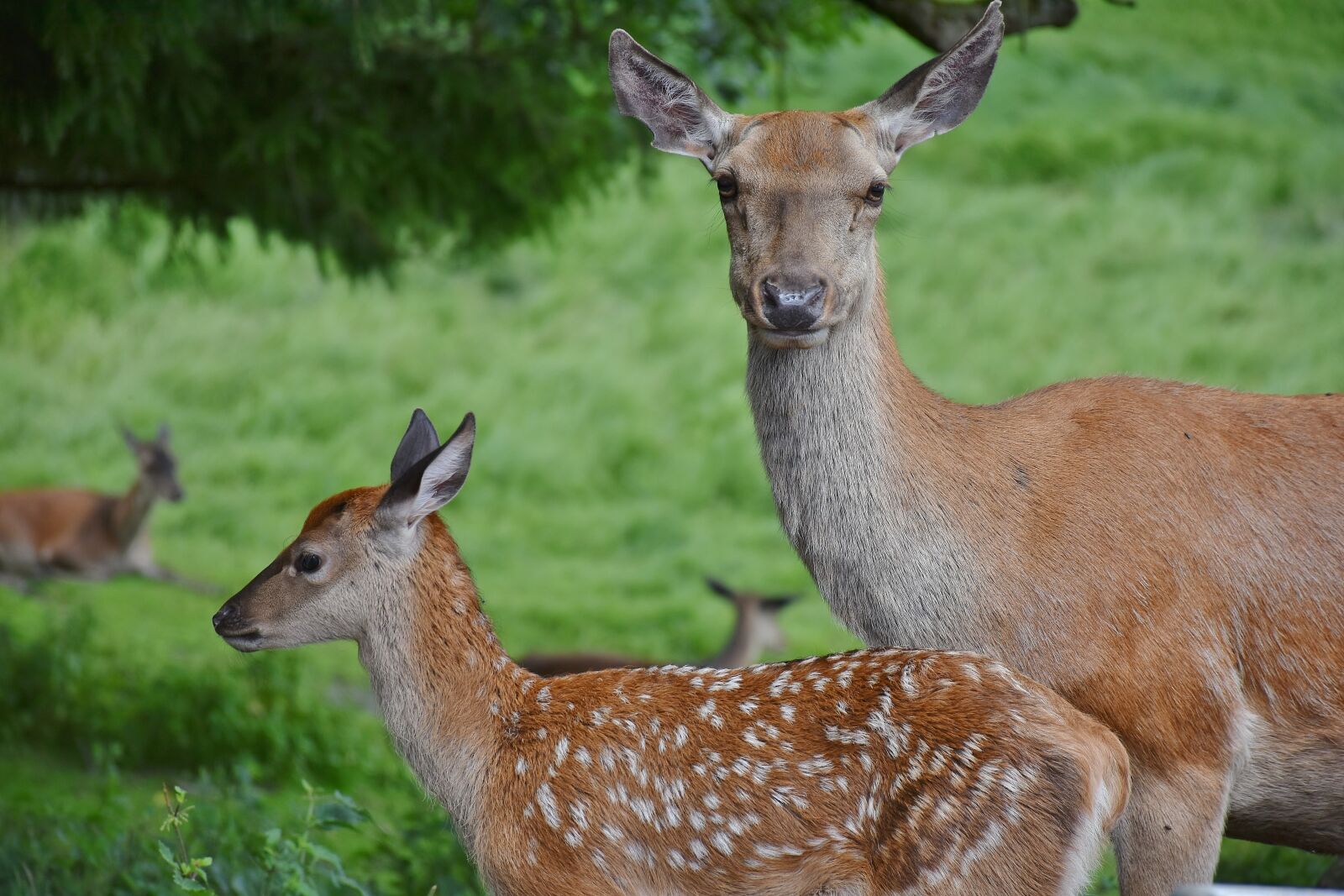 Nikon D7200 sample photo. Roe deer, kitz, young photography