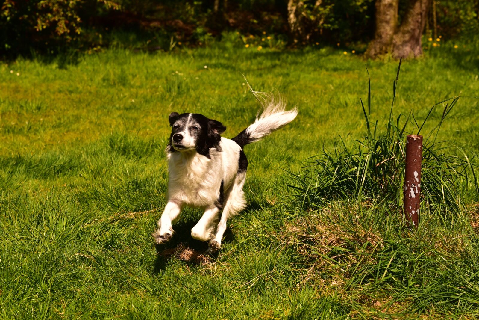 Nikon D750 sample photo. Dog, hybrid, german longhaired photography