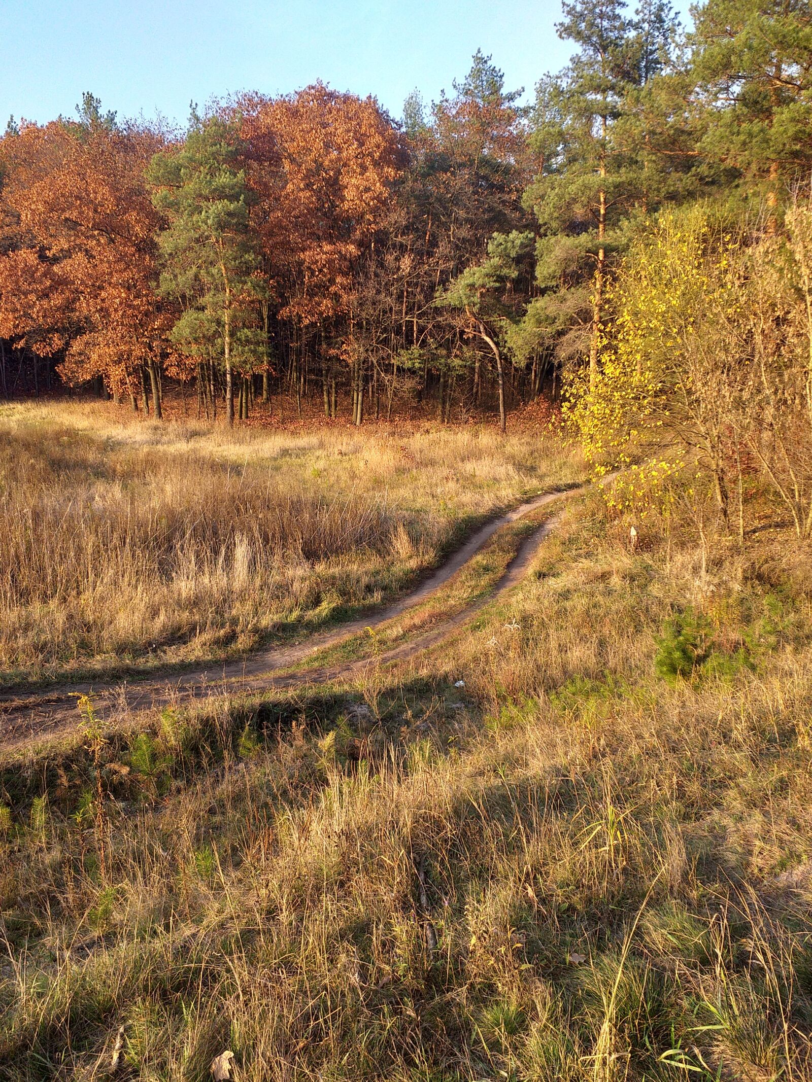 Samsung Galaxy J6+ sample photo. Autumn nature, fringe, trees photography
