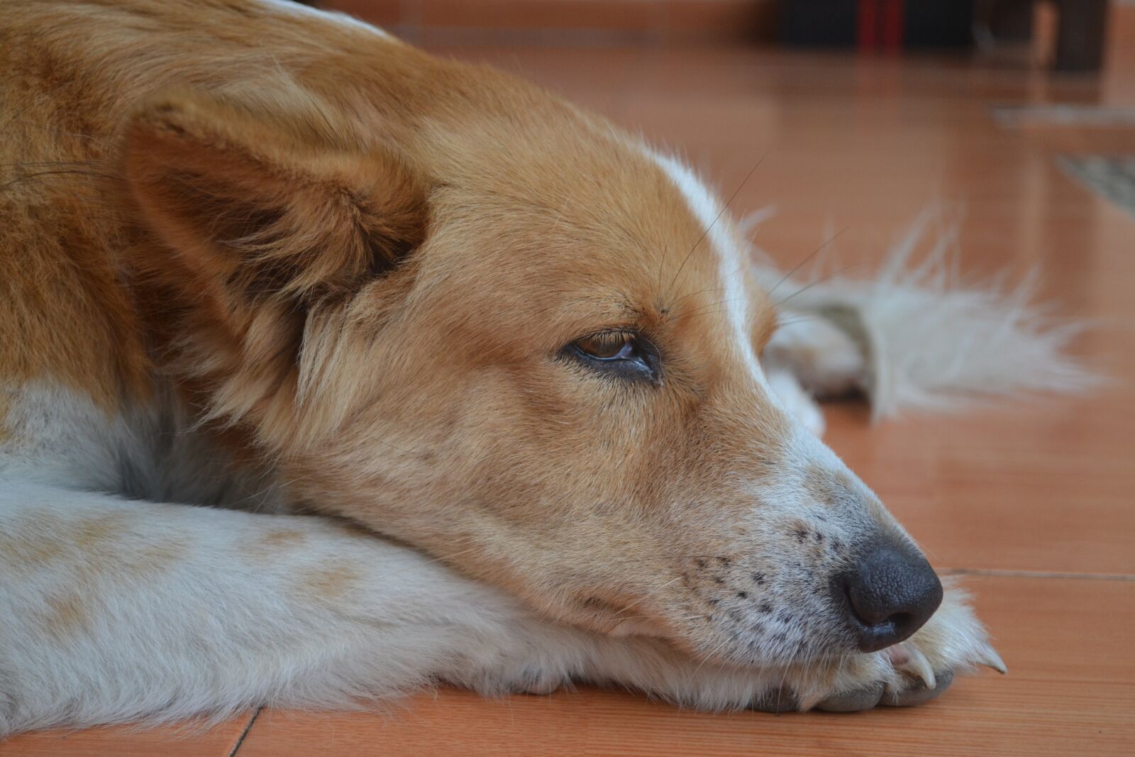 Nikon D3100 sample photo. Dog, pet, animal photography
