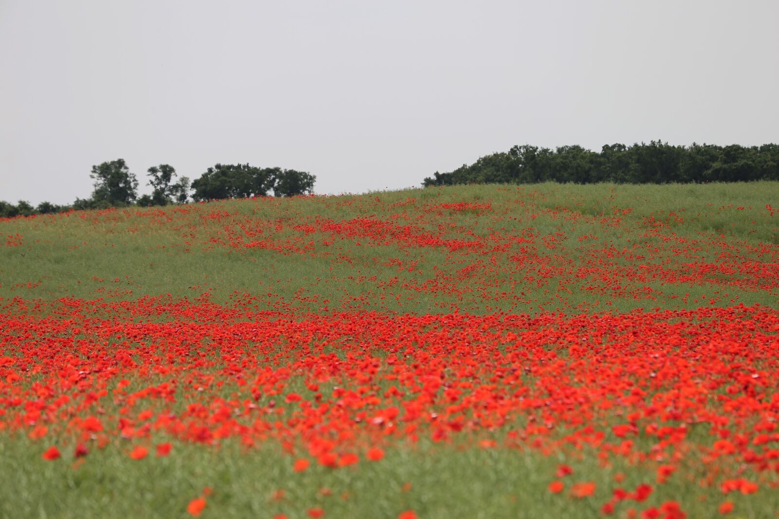 Canon EF 70-300 F4-5.6 IS II USM sample photo. Red poppies, rapeseed field photography