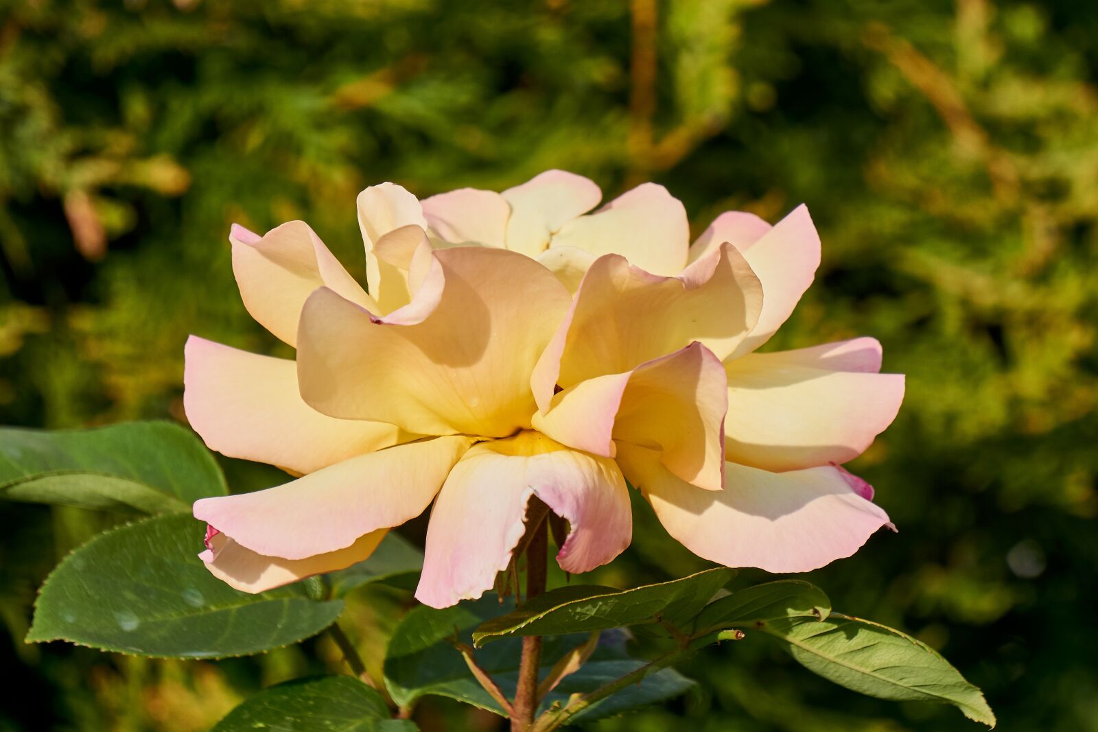 Sony E 55-210mm F4.5-6.3 OSS sample photo. Rose, blossom, bloom photography