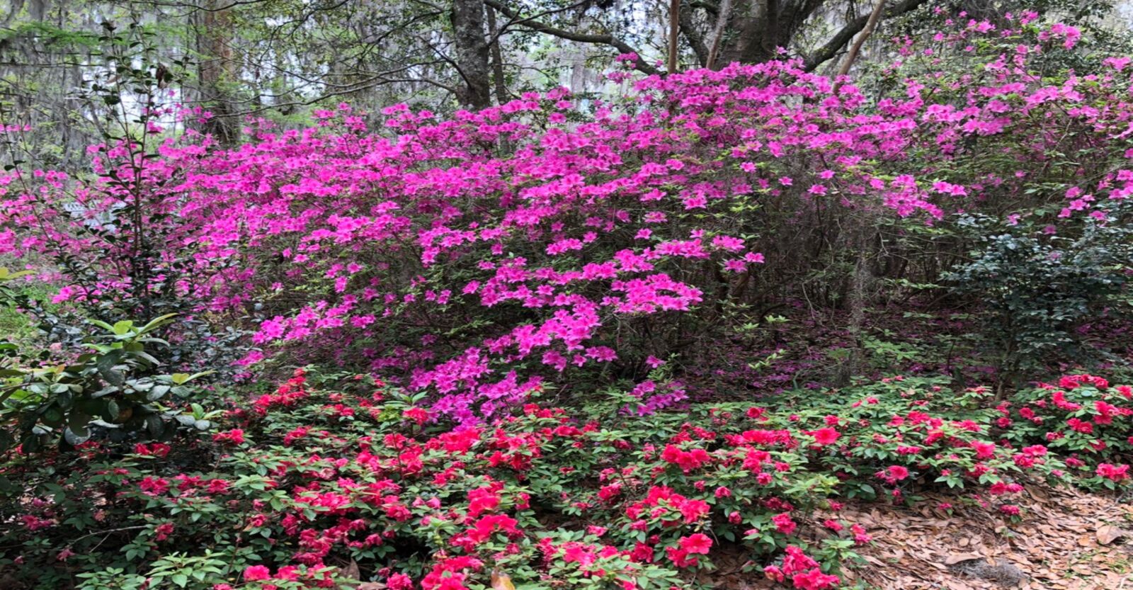 iPhone X back dual camera 4mm f/1.8 sample photo. Magnolia gardens, azaleas, spring photography