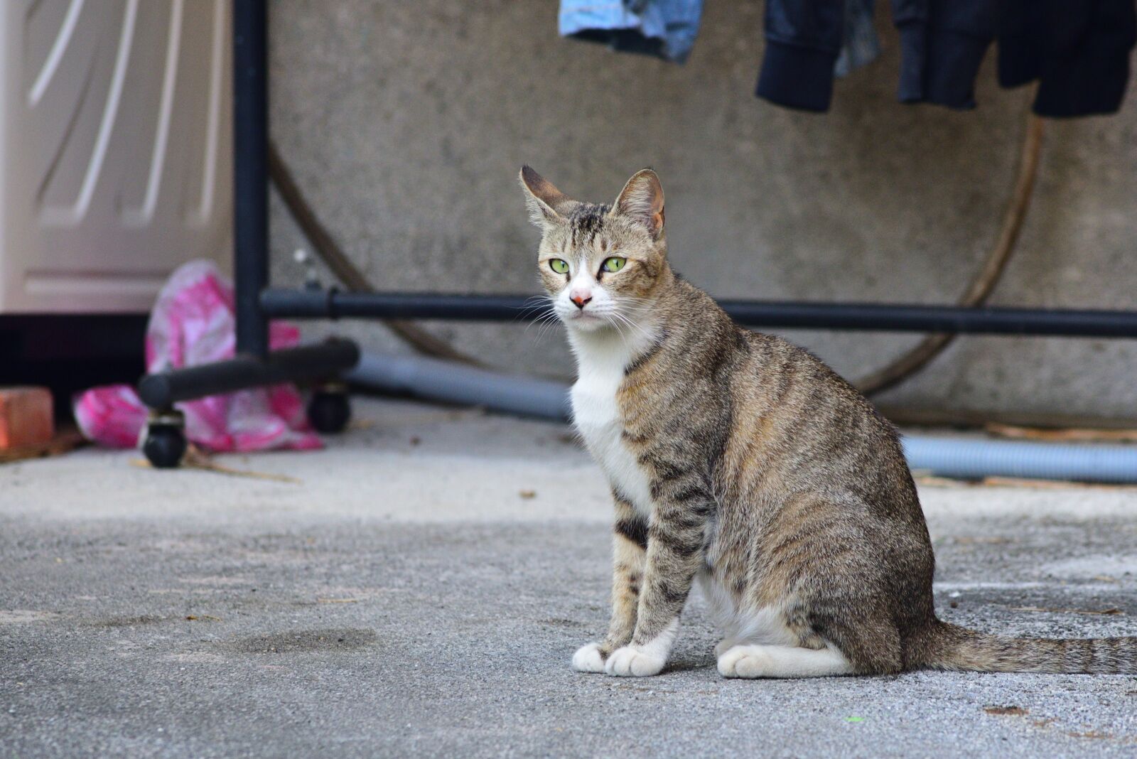 Nikon D750 sample photo. Cat, the wildcats, animal photography