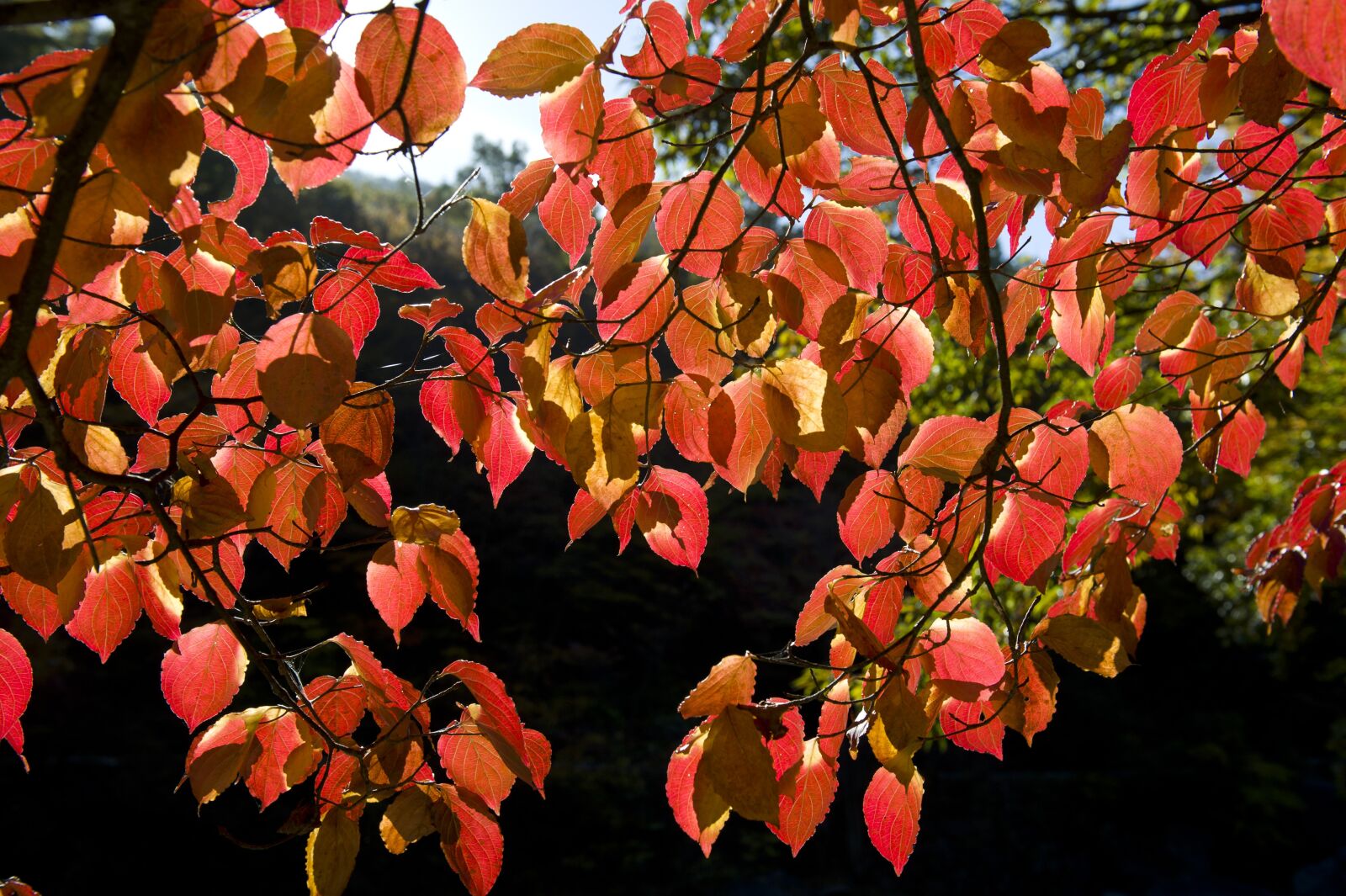Nikon D3S sample photo. Jiri pia country, autumn photography