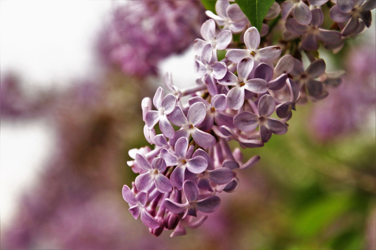 Canon EOS 80D sample photo. Without, lilac, flower photography
