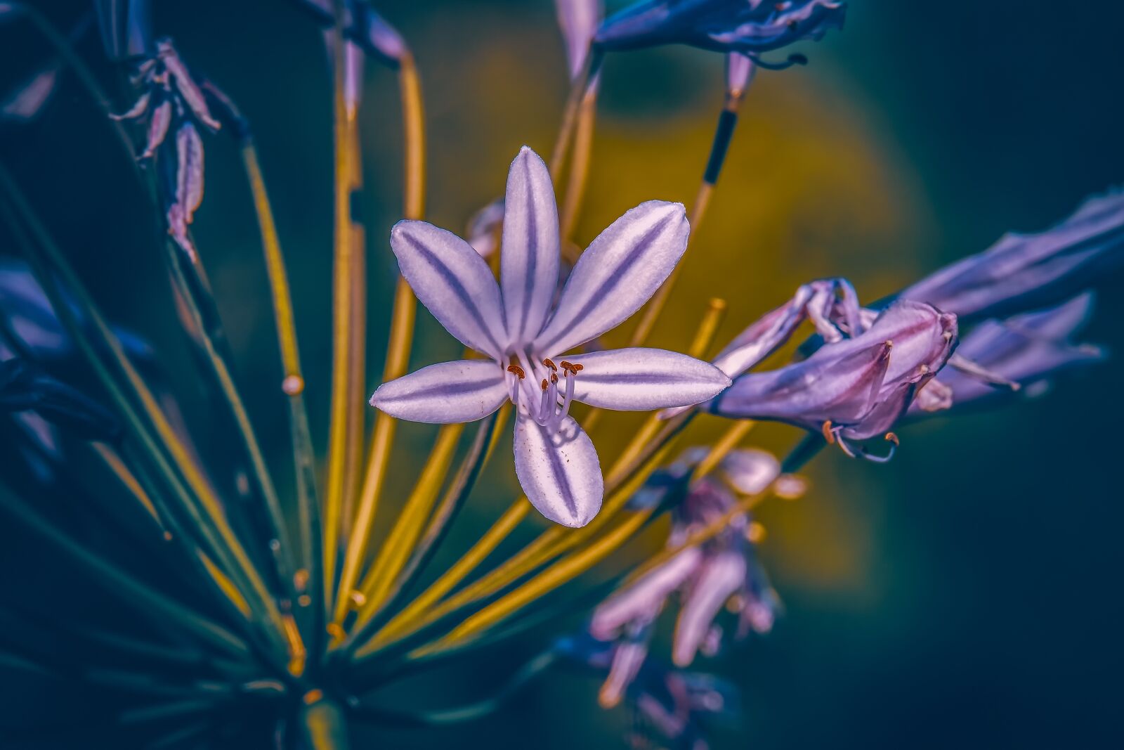 Fujifilm XF 55-200mm F3.5-4.8 R LM OIS sample photo. Agapanthus, lily, colorful photography