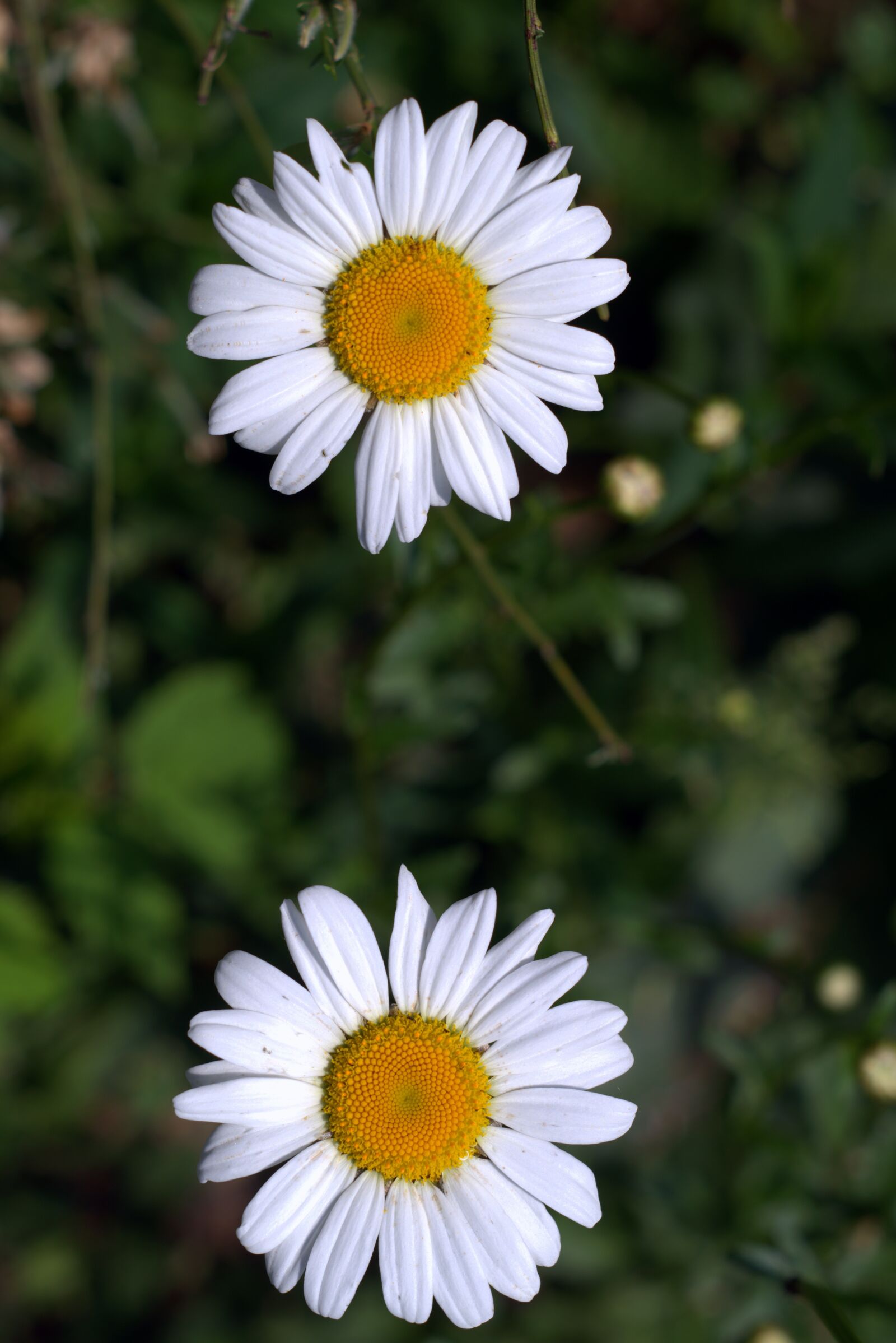 Pentax K-S2 sample photo. Daisies, white flakes, flower photography