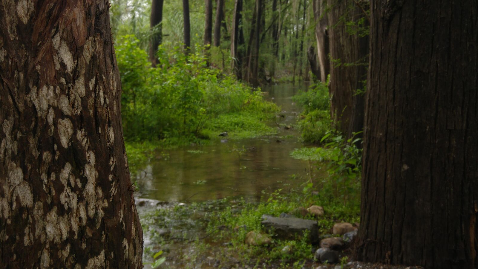 LG G4 sample photo. Creek, forest, green, nature photography