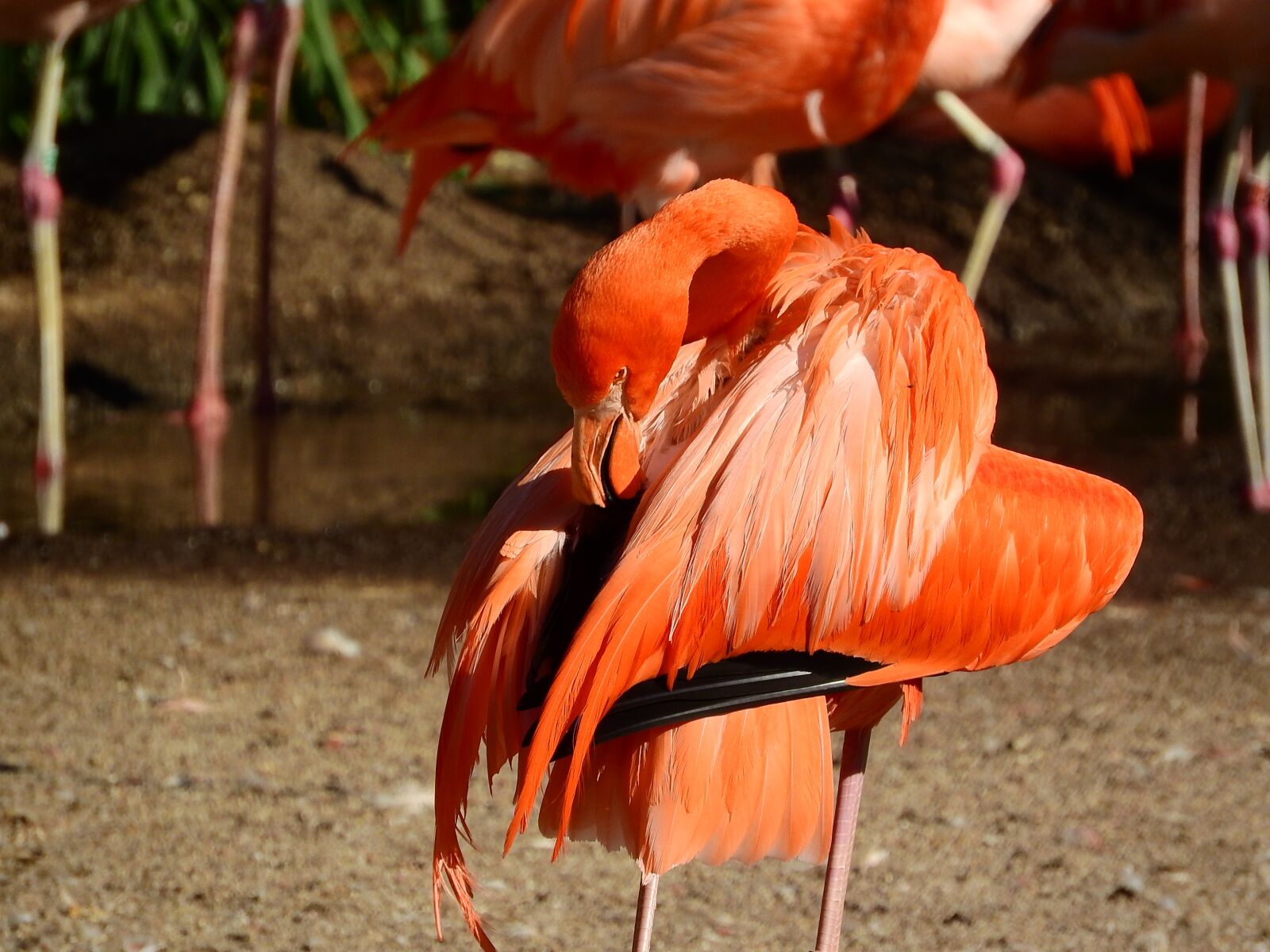 Nikon Coolpix P610 sample photo. Flamingo cuban, phoenicopterus ruber photography