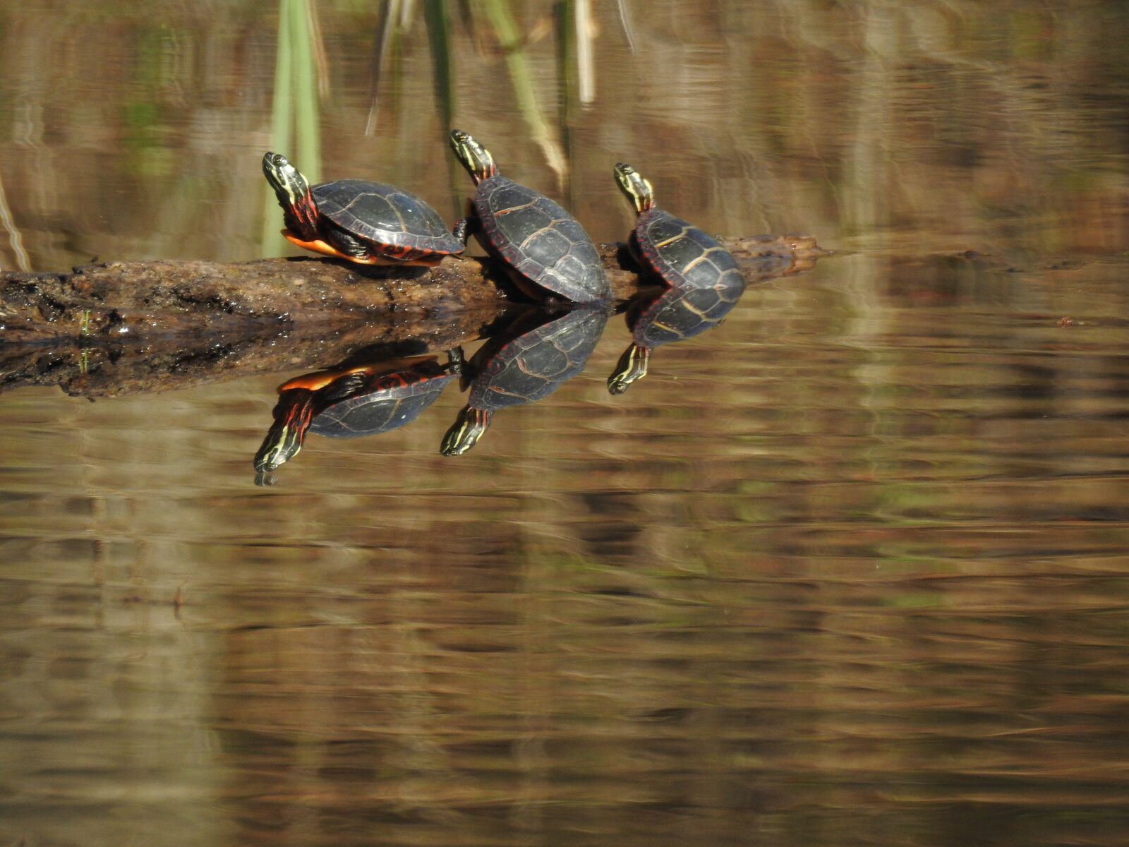 Nikon Coolpix P900 sample photo. Turtles, nature, water photography