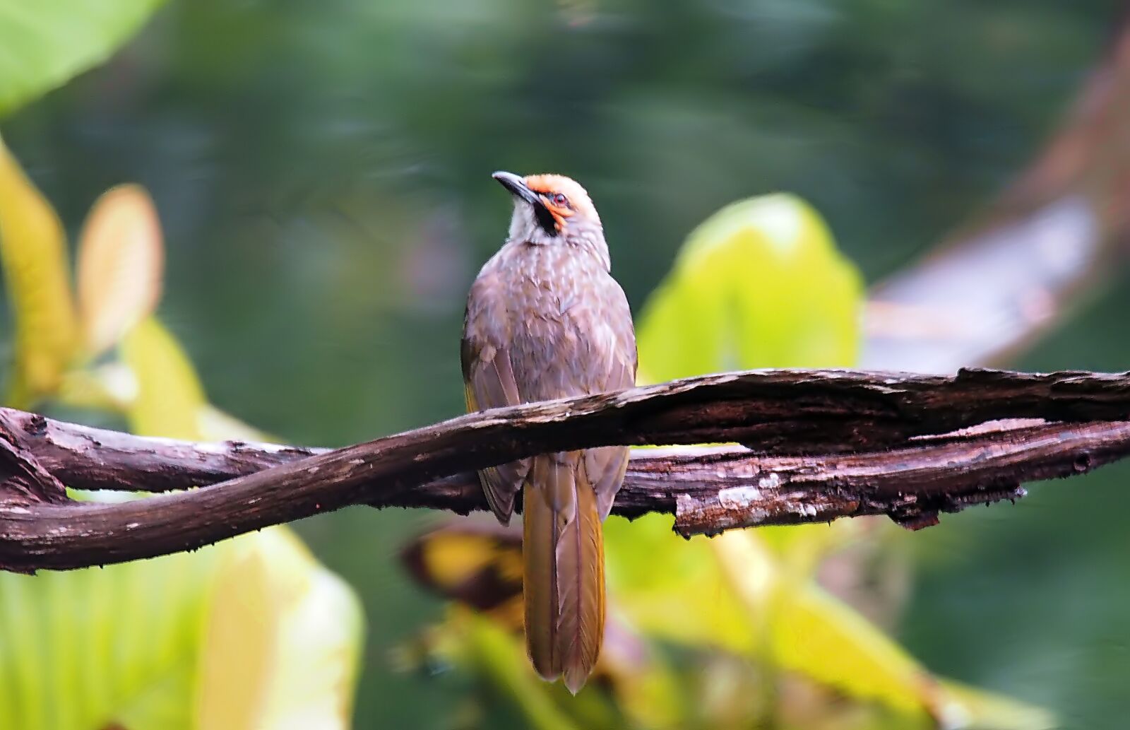 Olympus OM-D E-M1 sample photo. Straw-headed bulbul, wild, bird photography