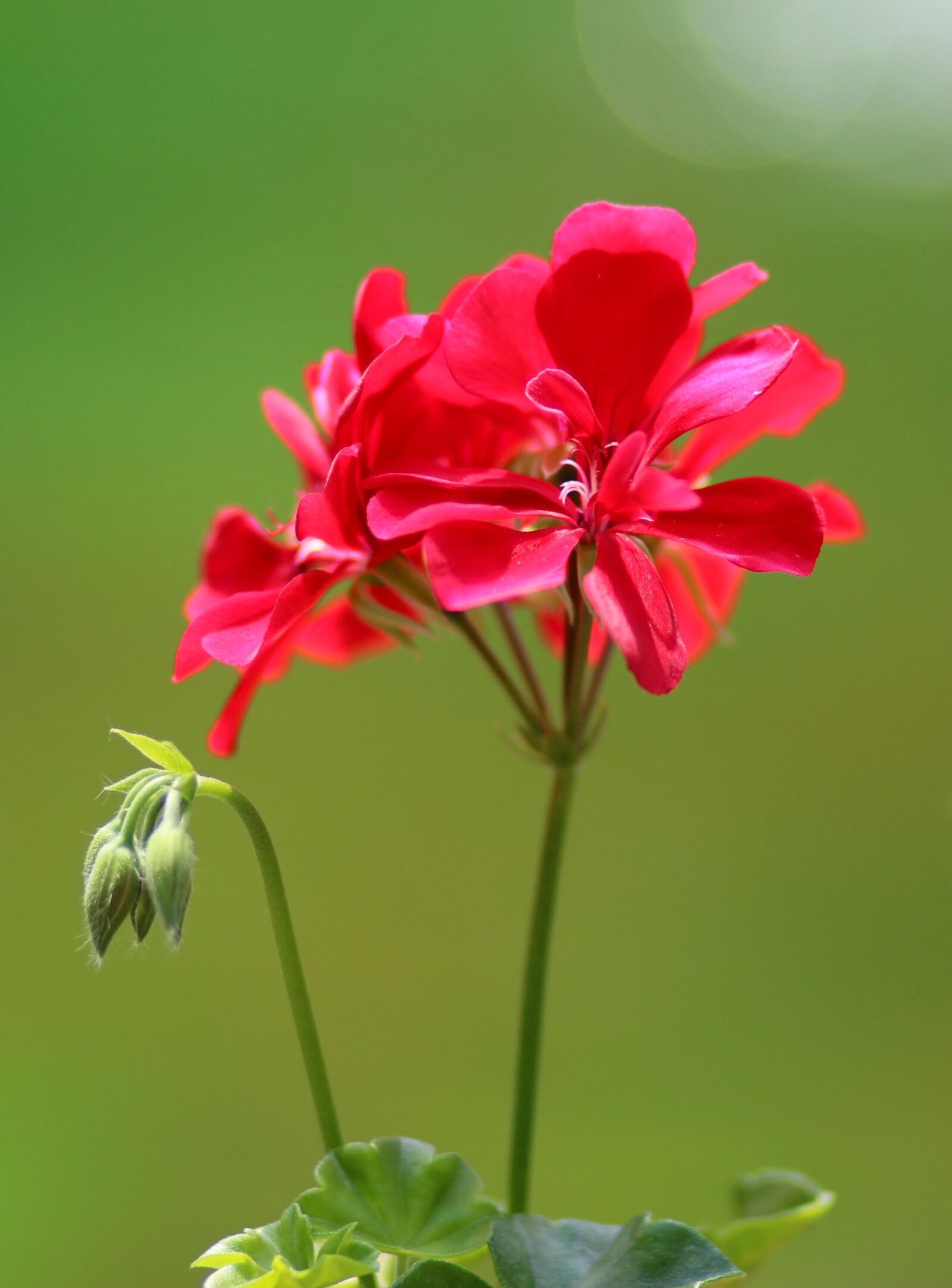 Canon EOS 700D (EOS Rebel T5i / EOS Kiss X7i) + Canon EF 85mm F1.8 USM sample photo. Geranium, flower, red photography