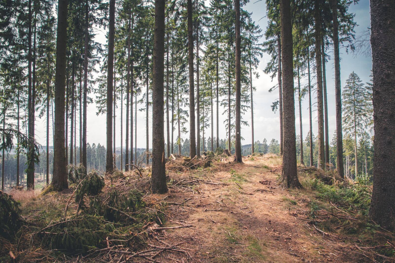 Canon EOS 60D sample photo. Forest, nature, trees photography