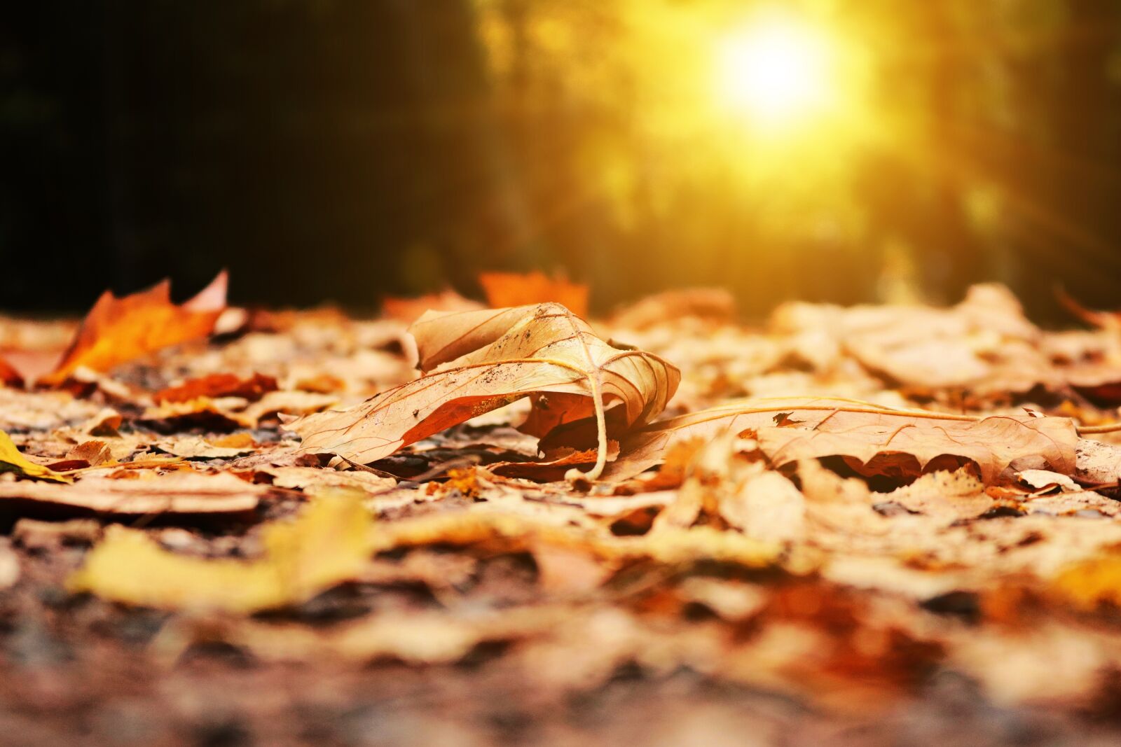 Canon EOS 750D (EOS Rebel T6i / EOS Kiss X8i) sample photo. Autumn, leaf, leaves photography
