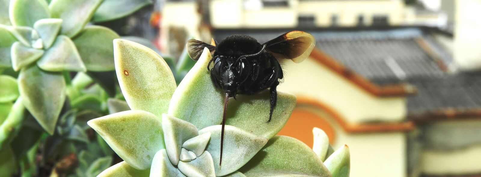 Nikon Coolpix B700 sample photo. Garden, insect, bumblebee photography