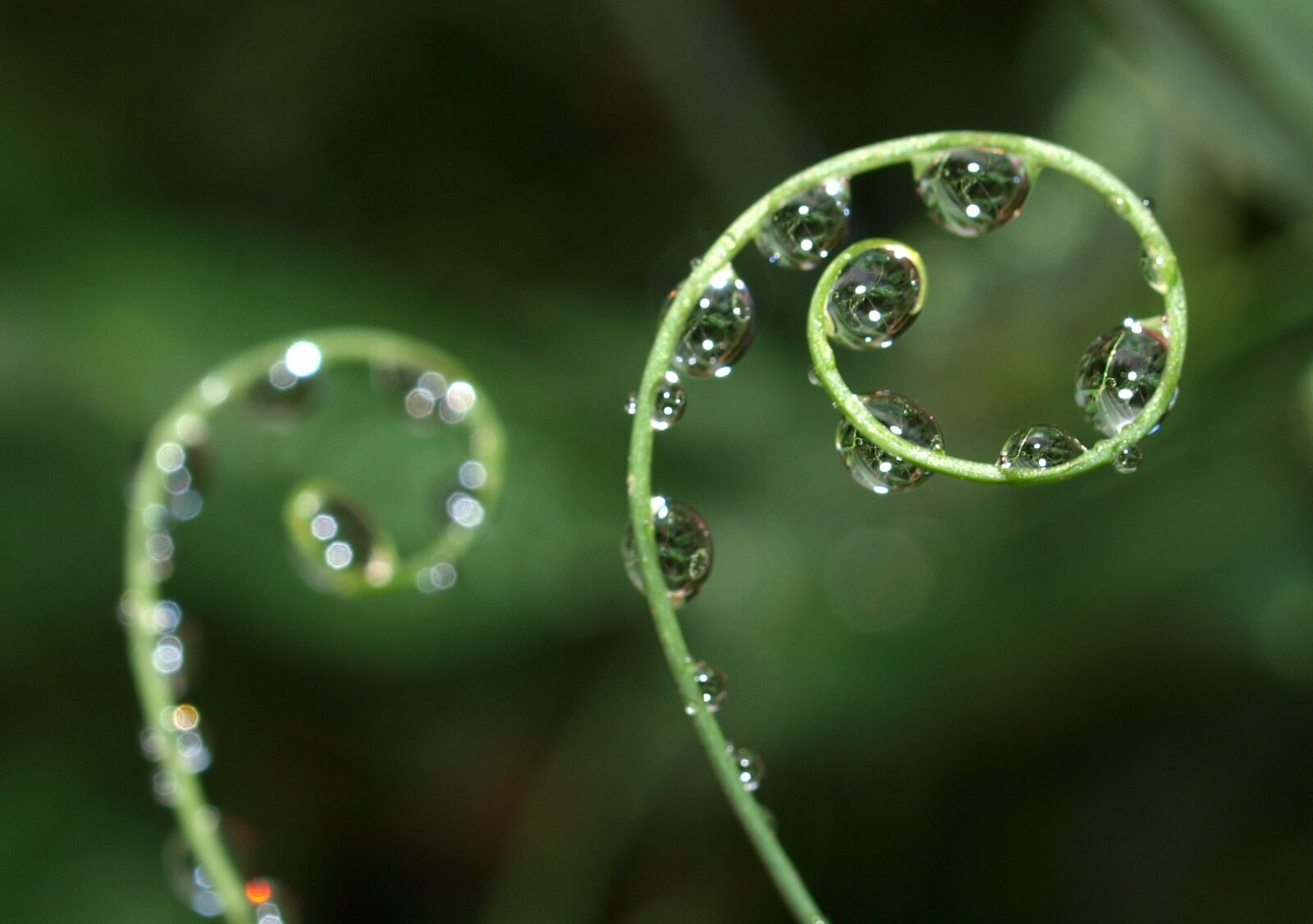 Olympus E-520 (EVOLT E-520) sample photo. Dew, rain, nature photography