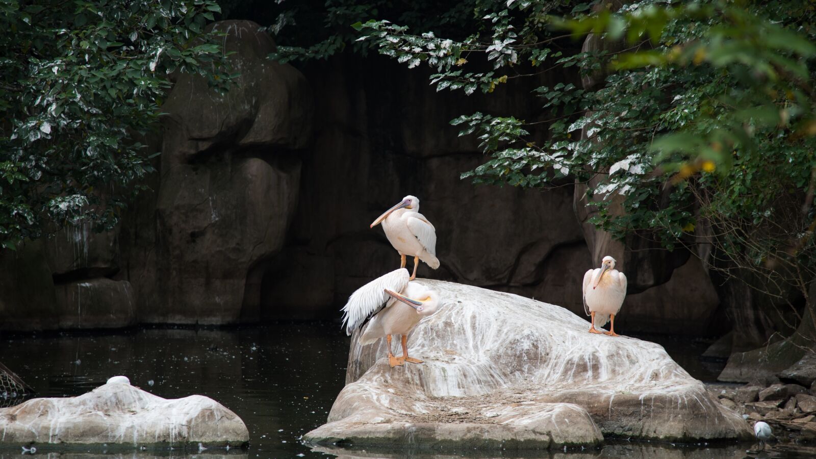 Nikon D750 sample photo. Zoo, animal, bird photography