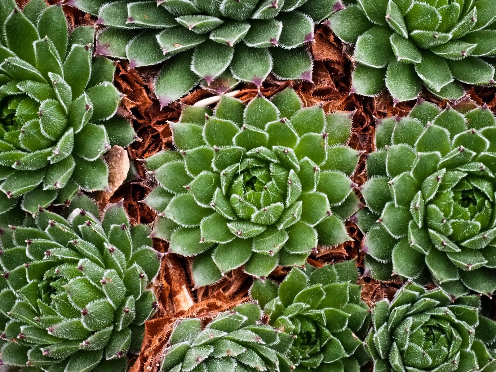 Olympus OM-D E-M1 Mark III + Olympus M.Zuiko Digital ED 12-40mm F2.8 Pro sample photo. Cactus, flowers, plants photography