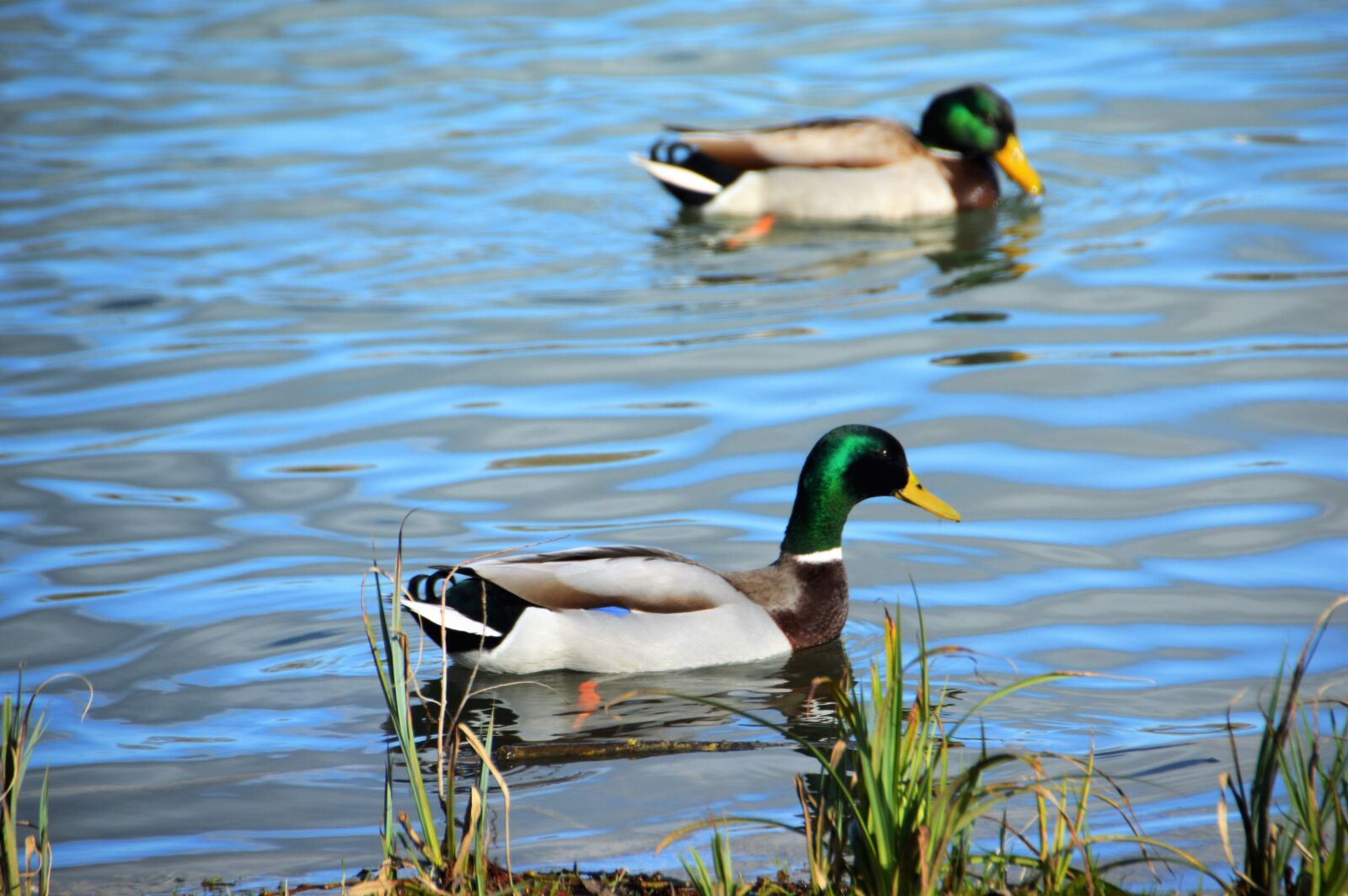 Nikon D3200 sample photo. Duck, mallard, plumage photography