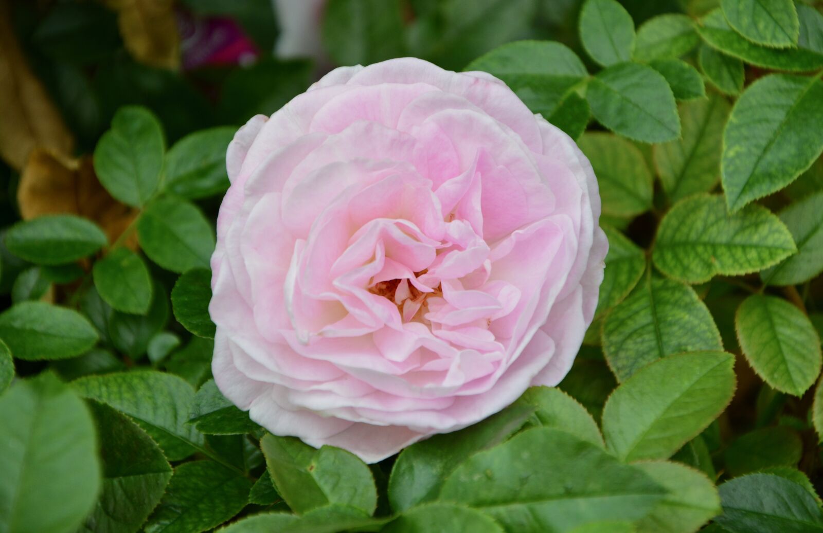 Nikon D5200 sample photo. Flower, plant, pink photography
