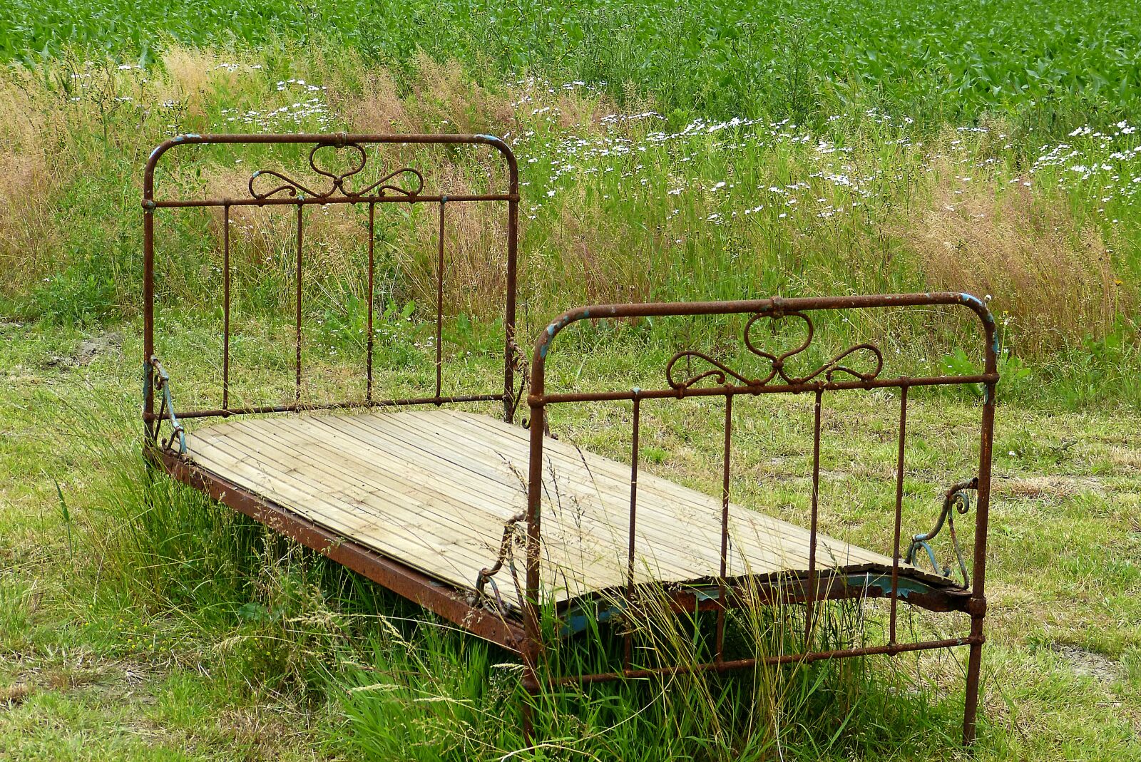 Panasonic Lumix DMC-FZ150 sample photo. Bed, field, rust photography