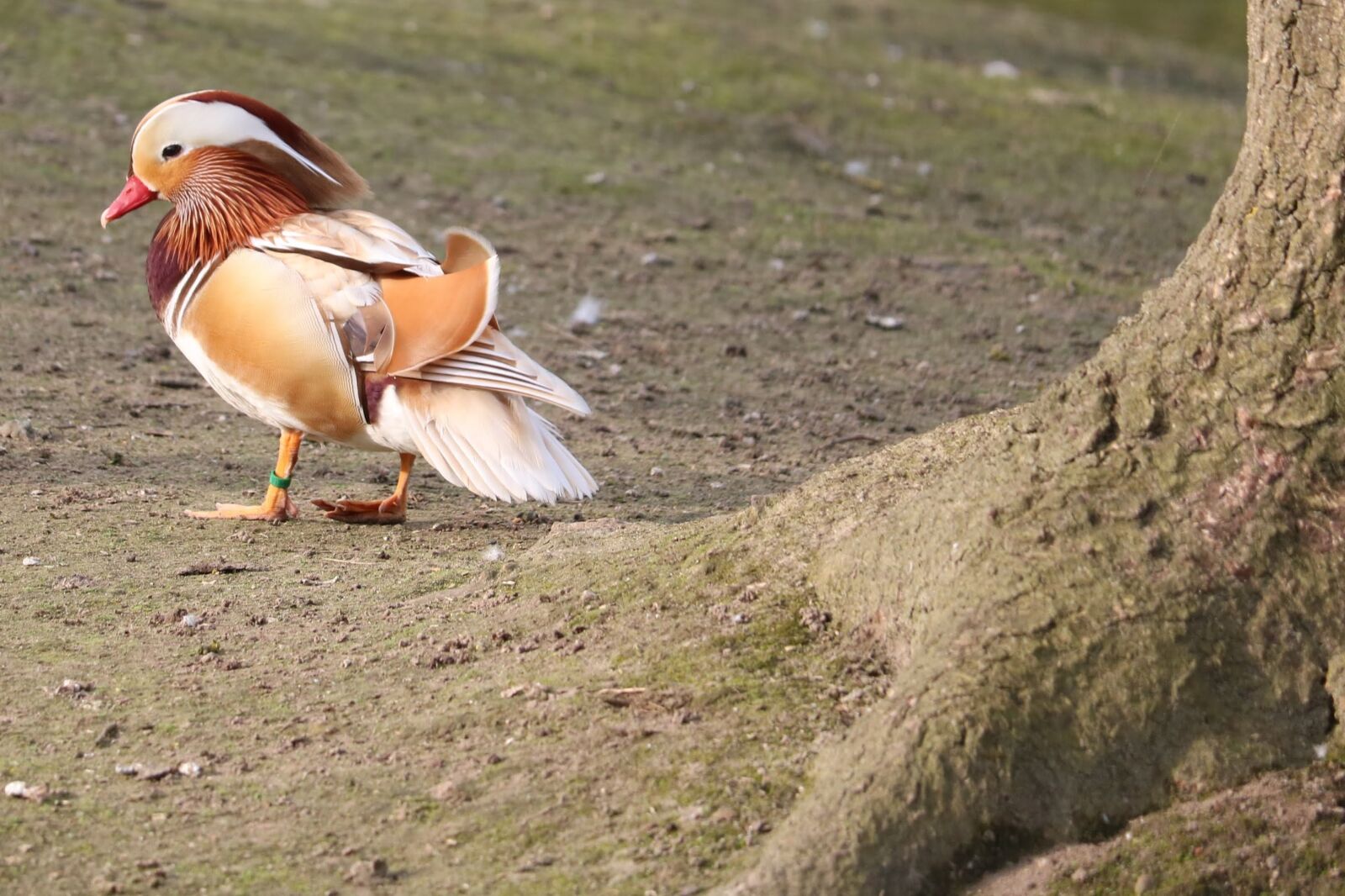 Canon EOS 750D (EOS Rebel T6i / EOS Kiss X8i) sample photo. Bird, nature, animal world photography