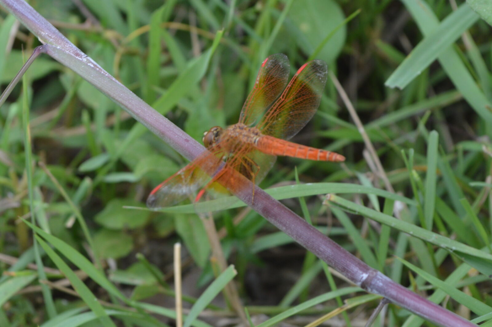 Nikon D3200 sample photo. Butterfly photography