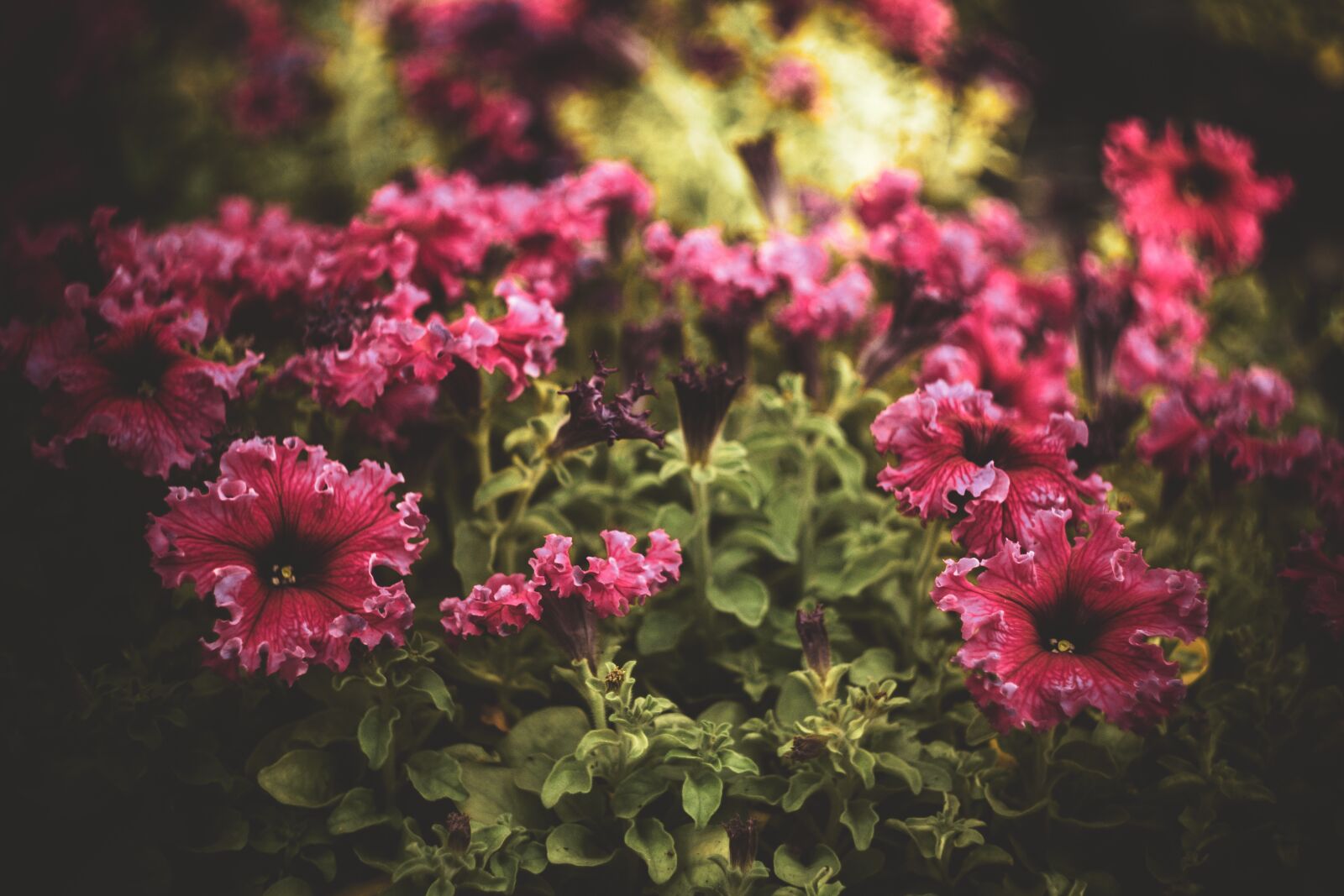 Fujifilm X-T3 sample photo. Flower, flowers, pink photography