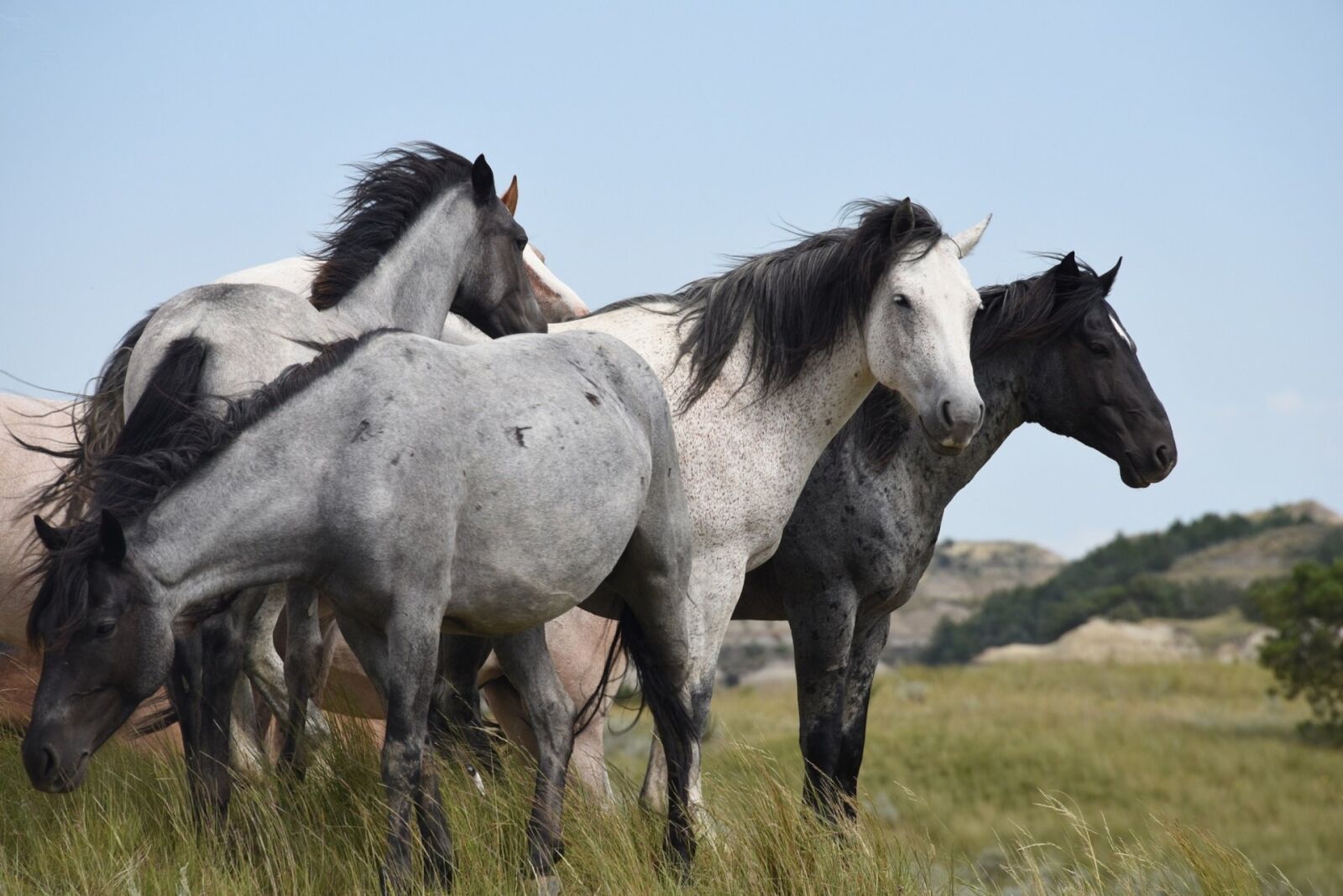 Nikon D810 sample photo. Feral horses, wild, walking photography