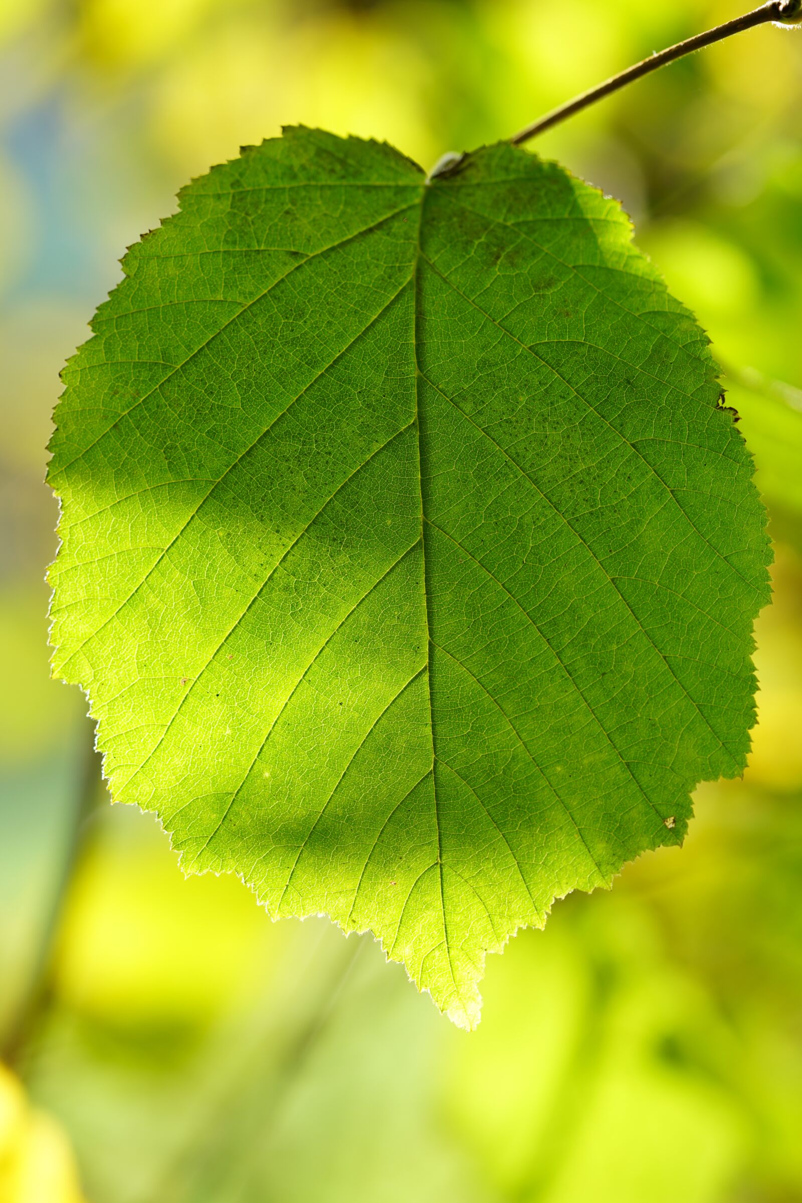 Sony a7R II + Sony FE 90mm F2.8 Macro G OSS sample photo. Hazelnut leaf, leaf, common photography