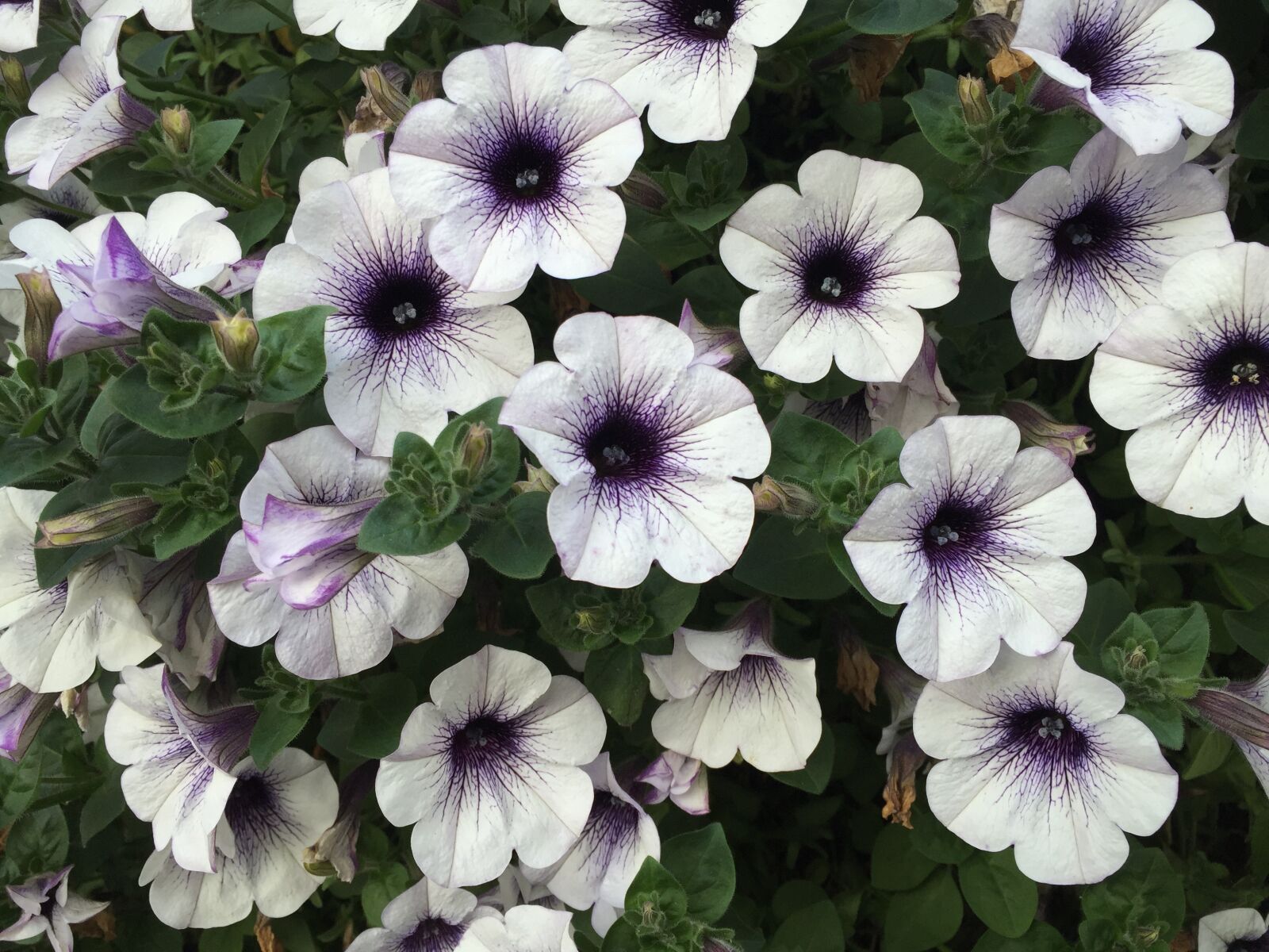 Apple iPhone 6 sample photo. Flowers, natural, white photography