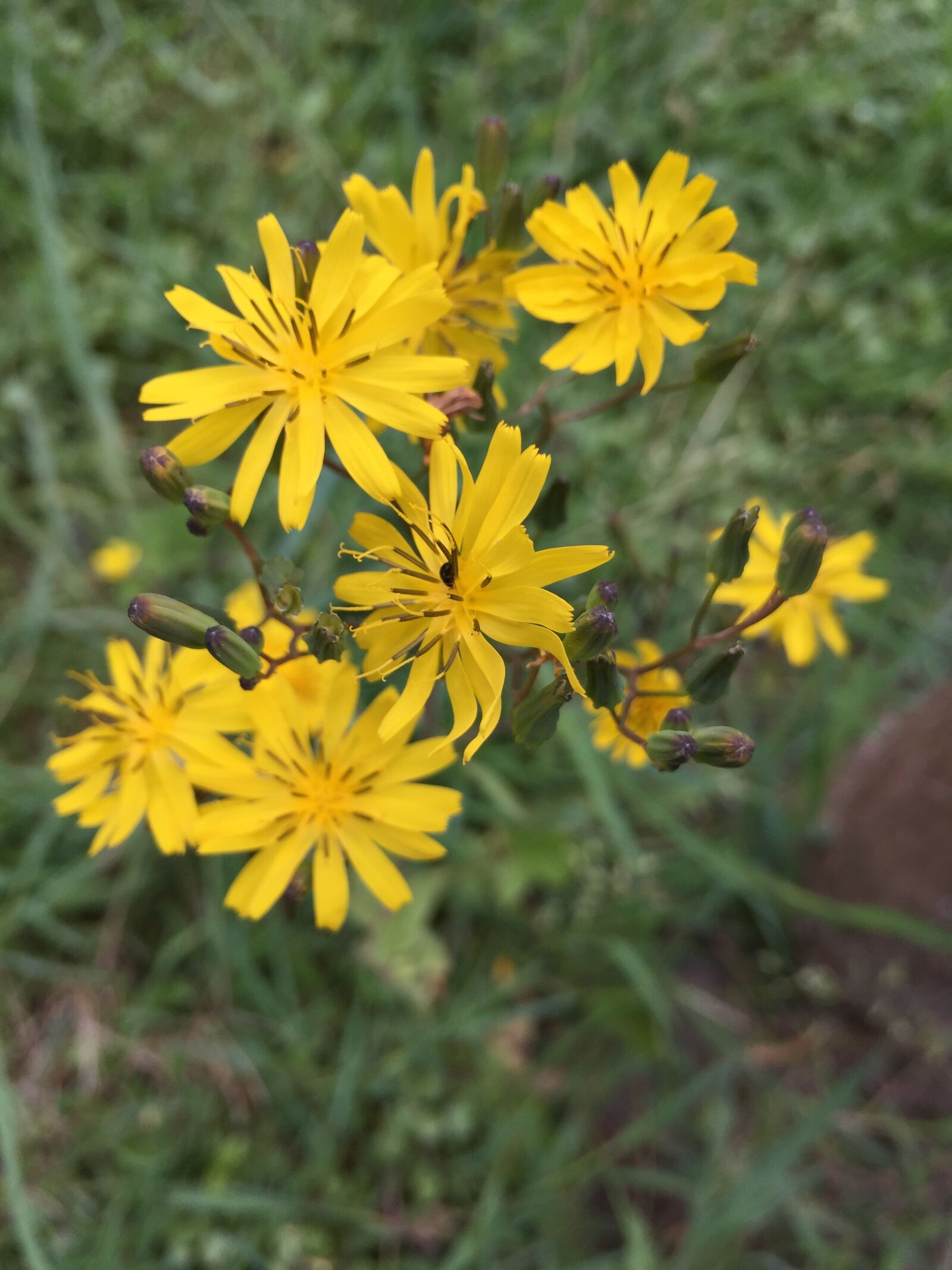 iPhone 6 back camera 4.15mm f/2.2 sample photo. Small chrysanthemum, yellow, flower photography