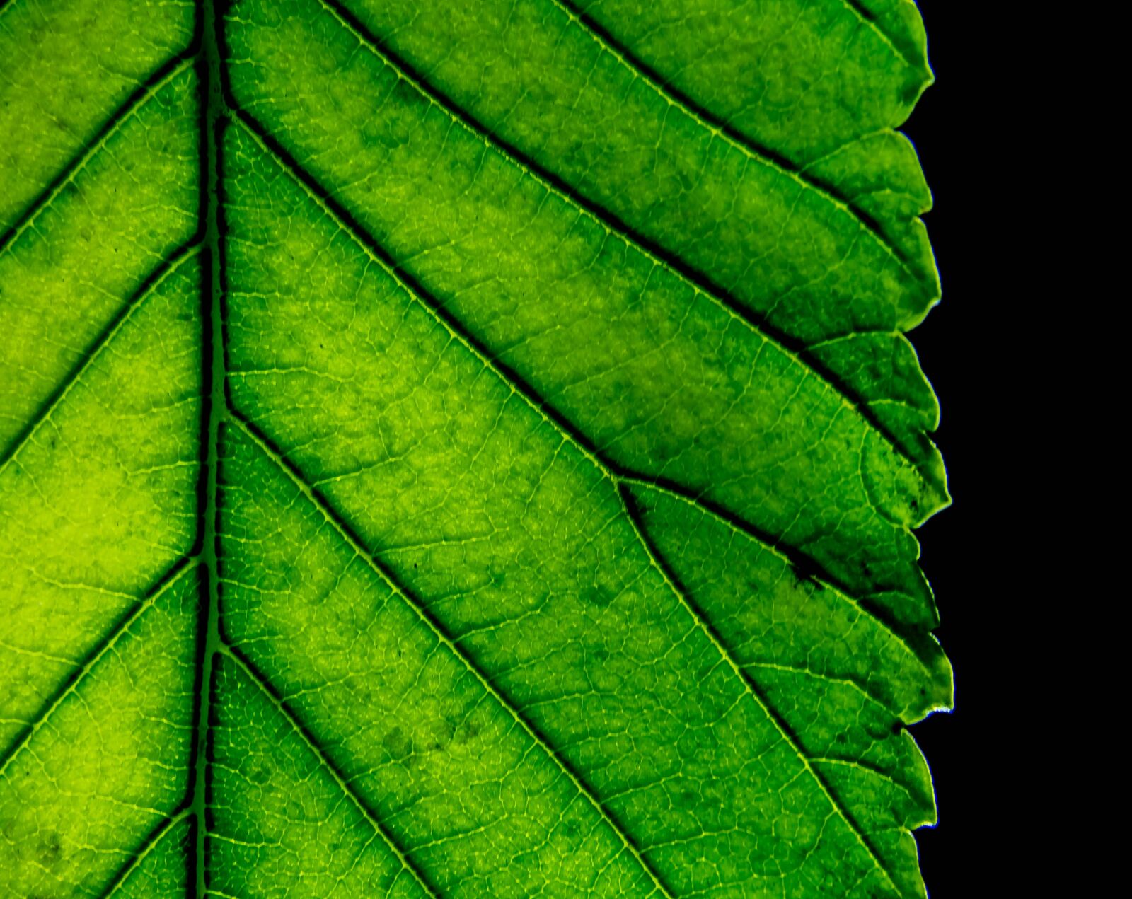 Nikon D5300 sample photo. Leaf, nature, leaves photography