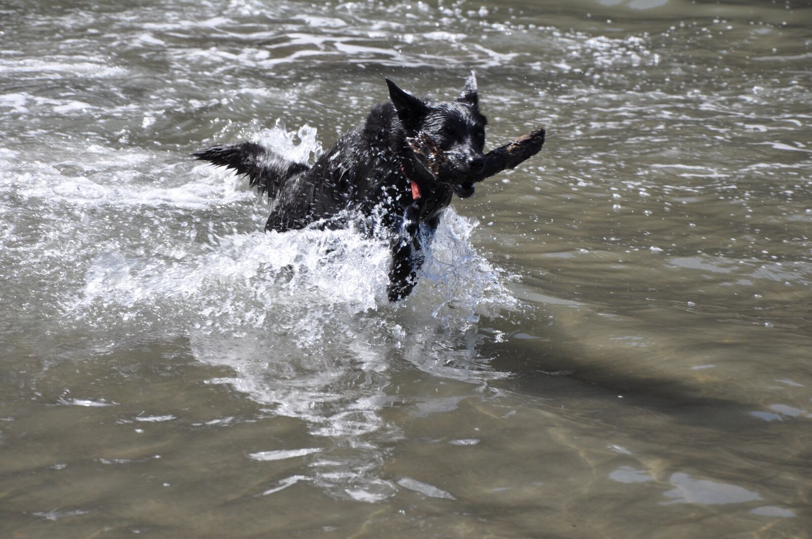 Nikon D90 sample photo. Dog, stick, beach photography