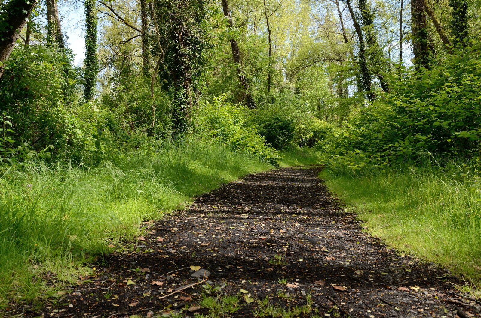 Nikon D7000 sample photo. Forest, road, trail photography