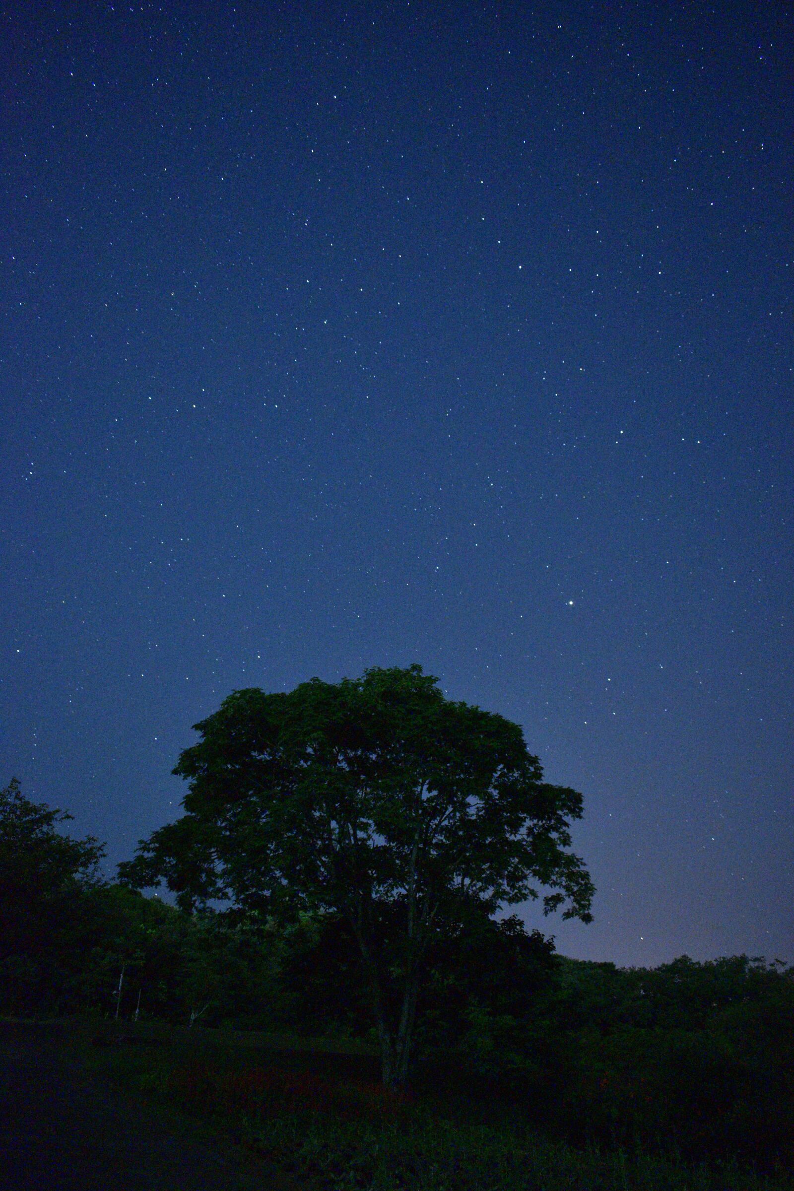 Nikon D5600 sample photo. Baum, sterne, japan photography